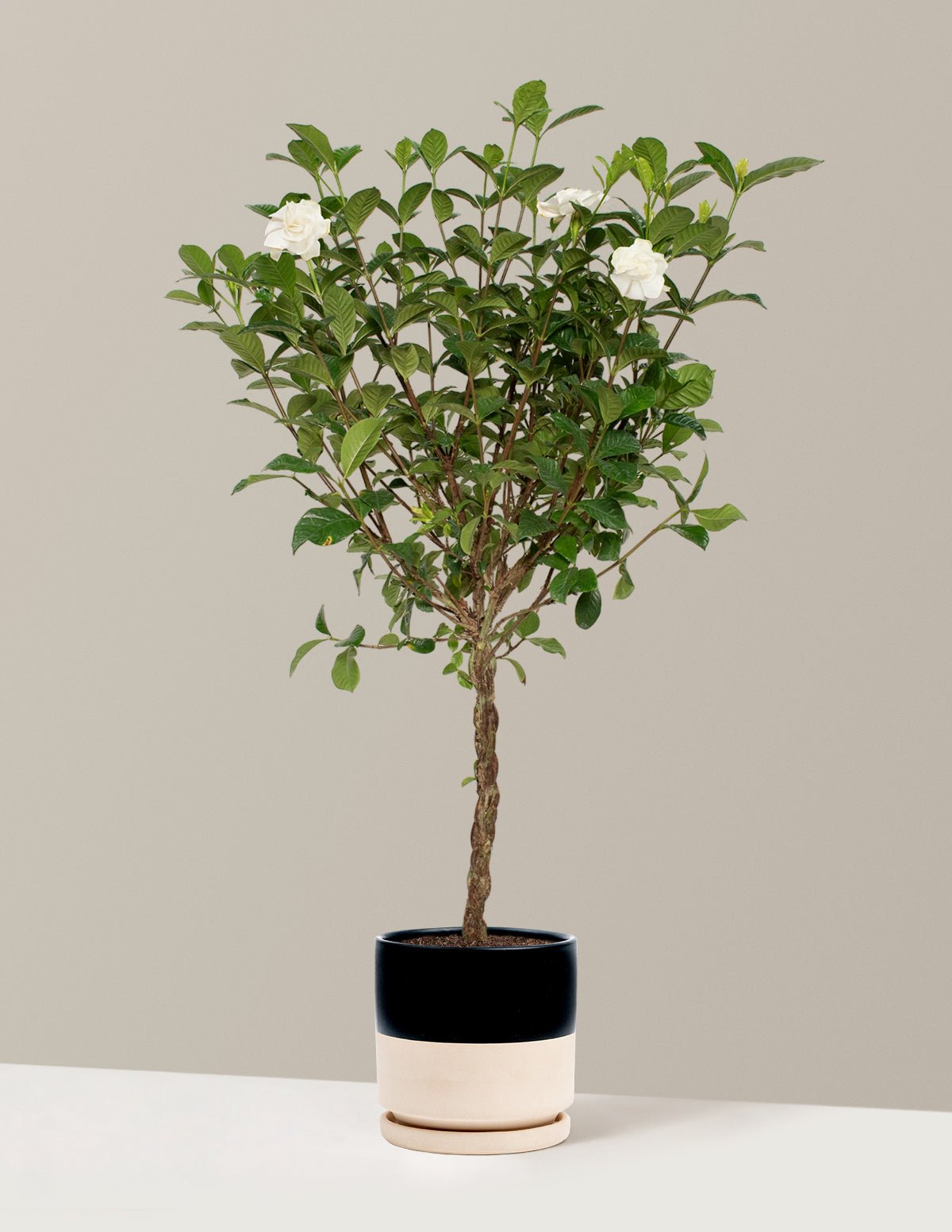 Gallery Image 11