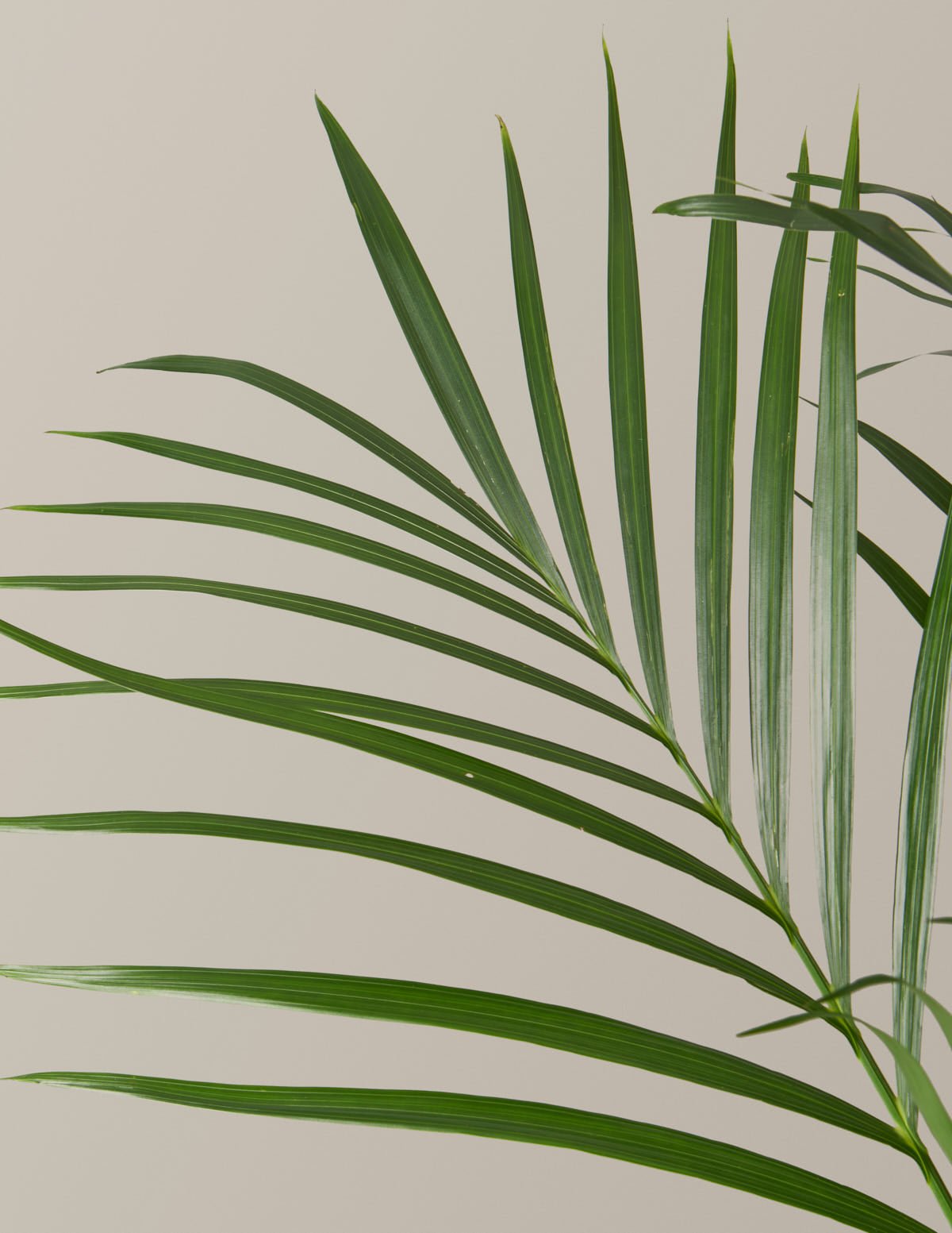Large Cat Palm Hover