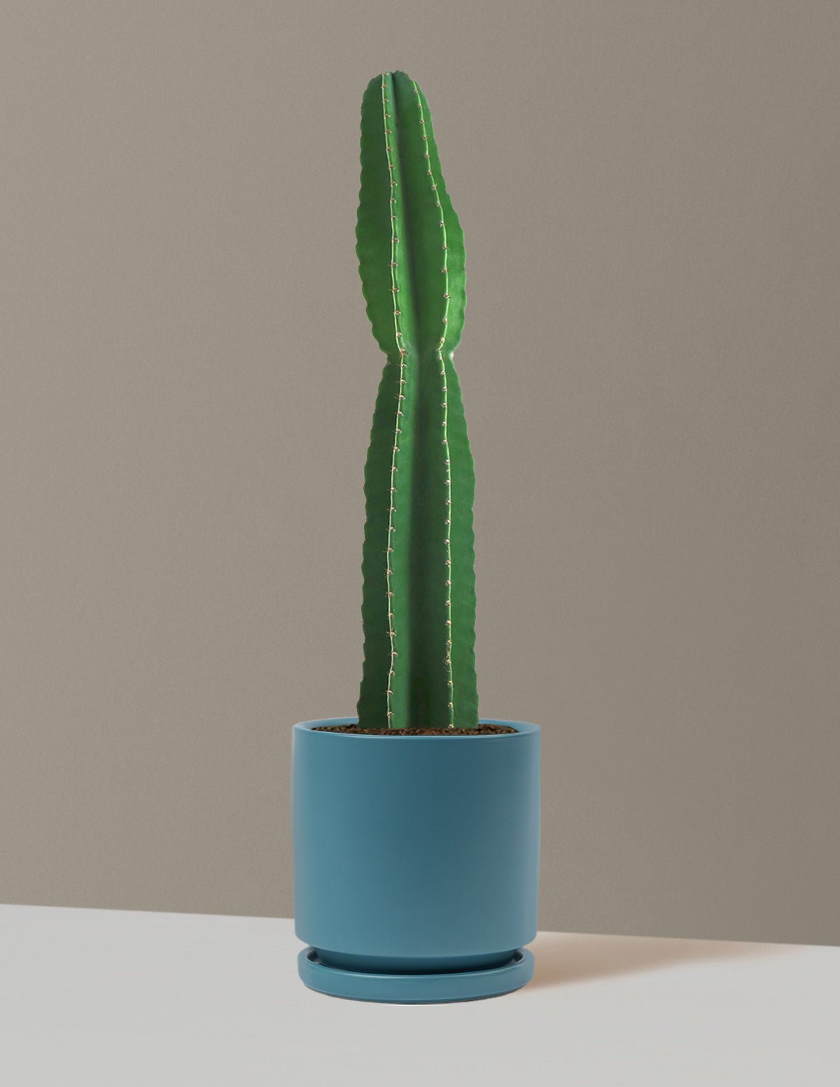 Gallery Image 7