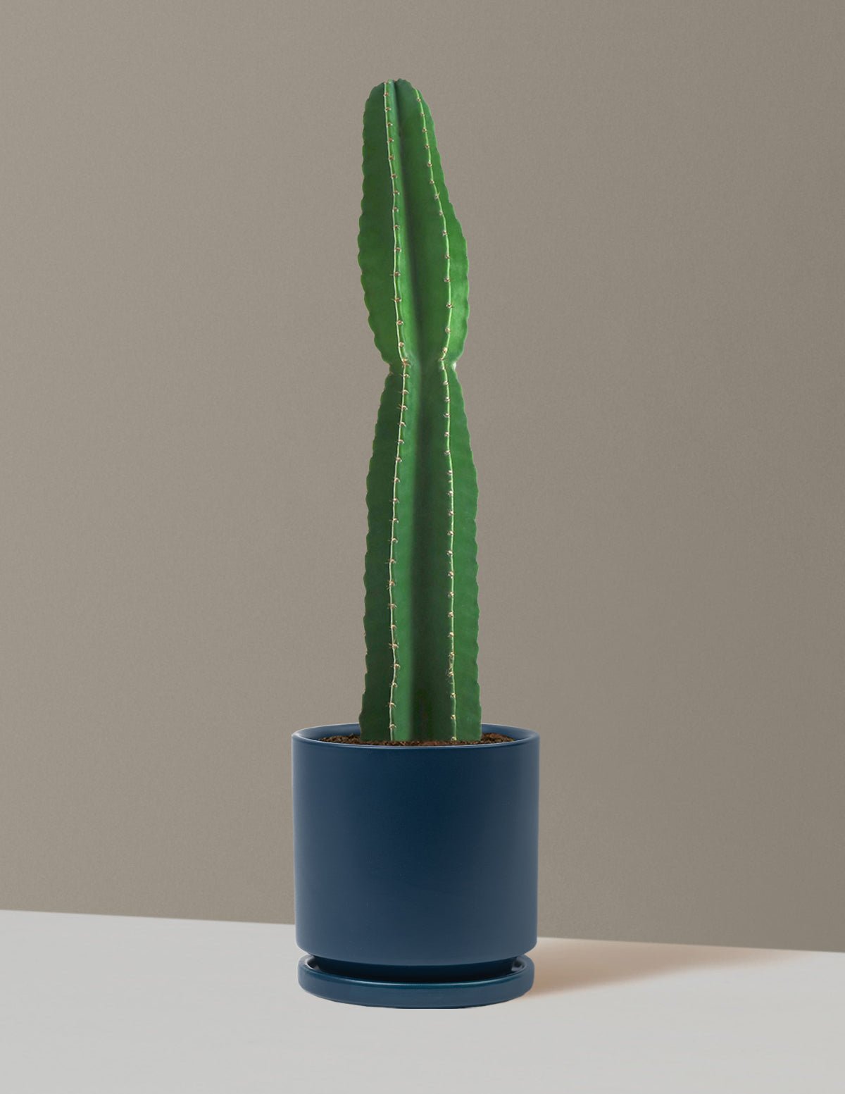 Gallery Image 11
