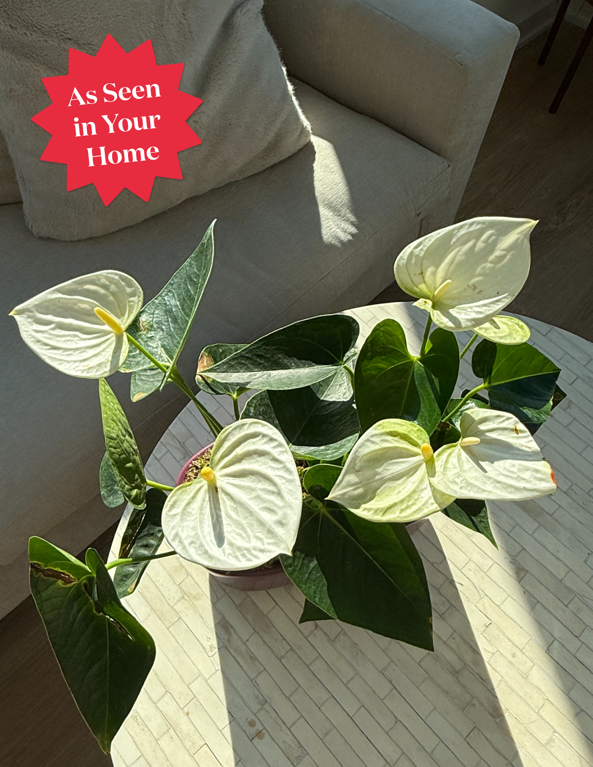 Large Double Anthurium Hover