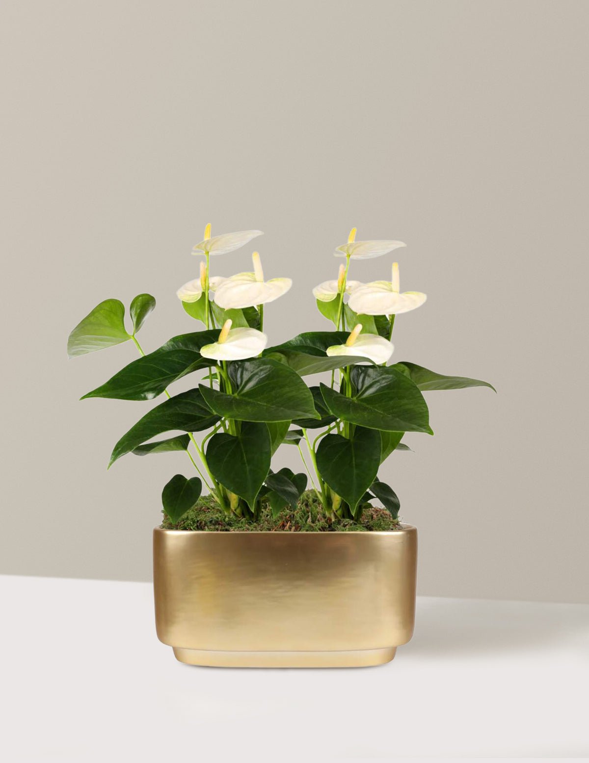 Gallery Image 10