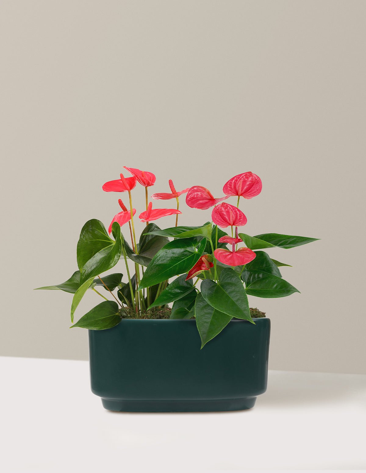 Gallery Image 13