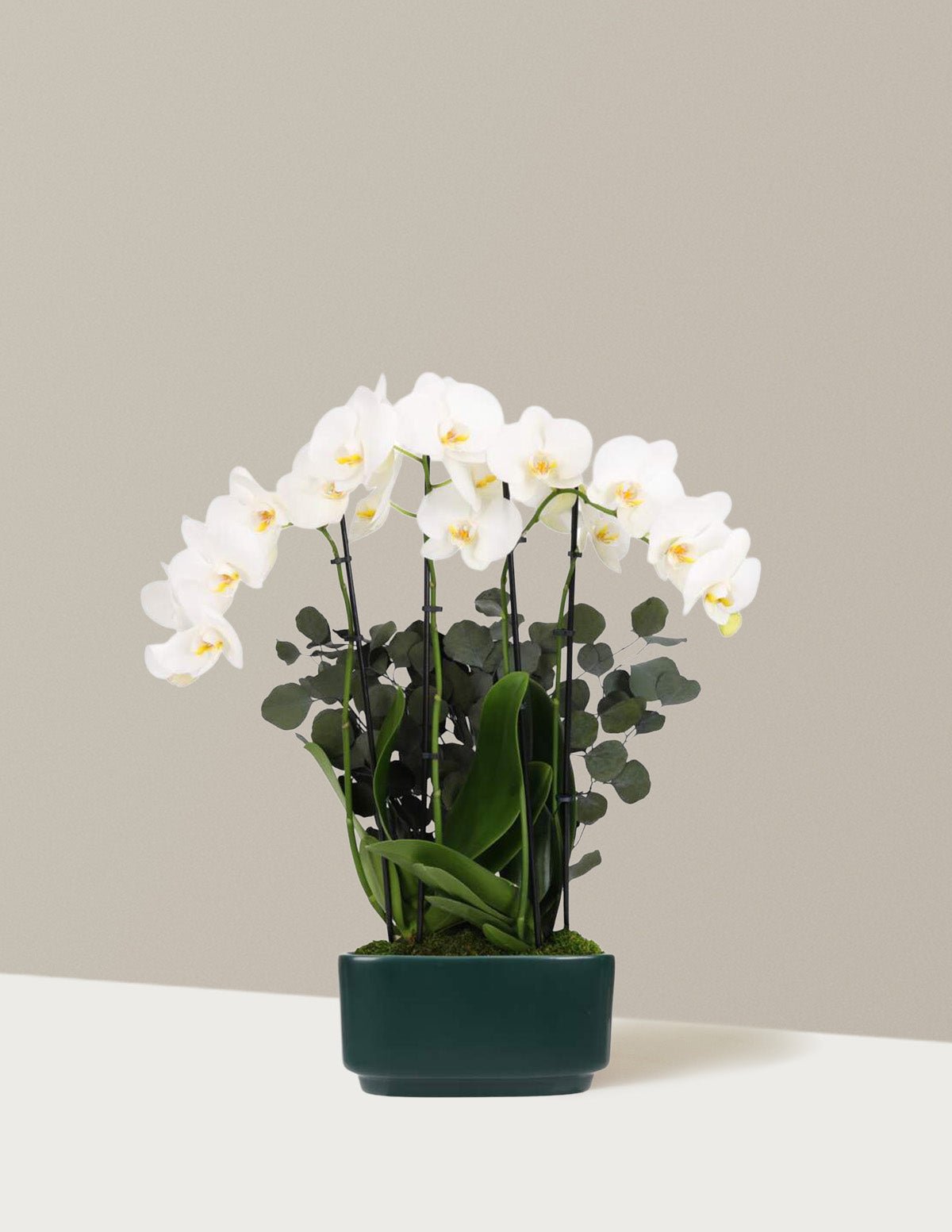Gallery Image 11