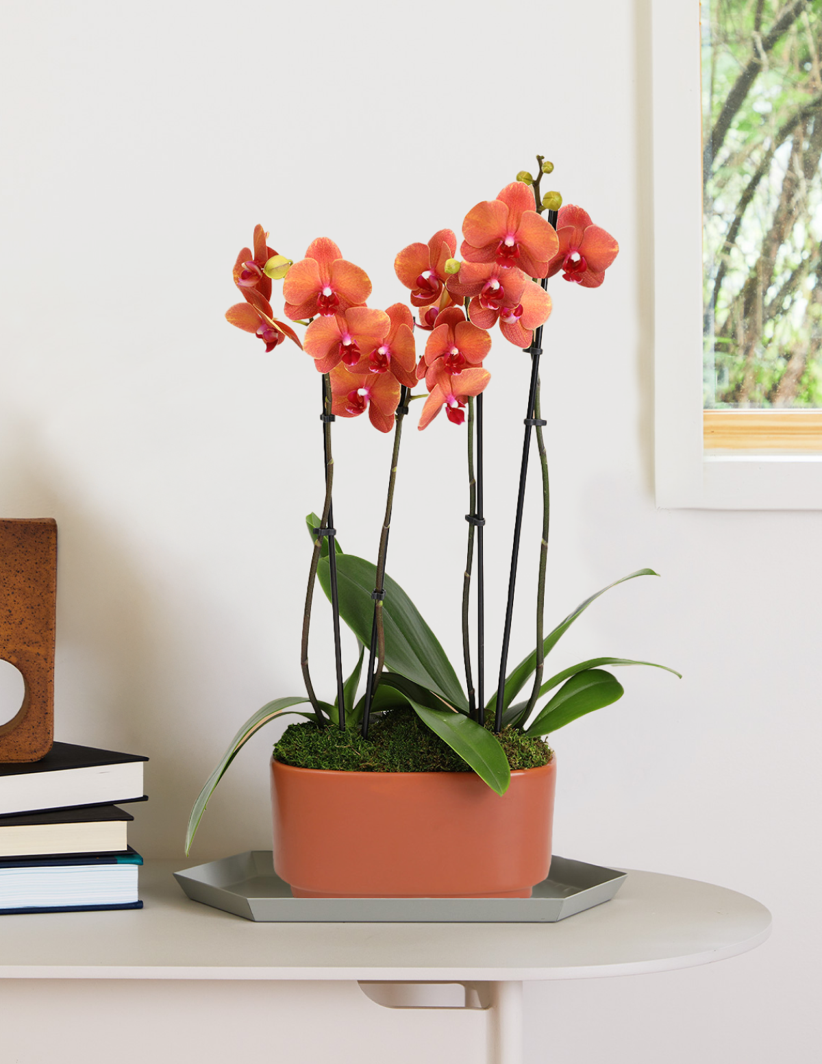 Large Double Orchid Hover