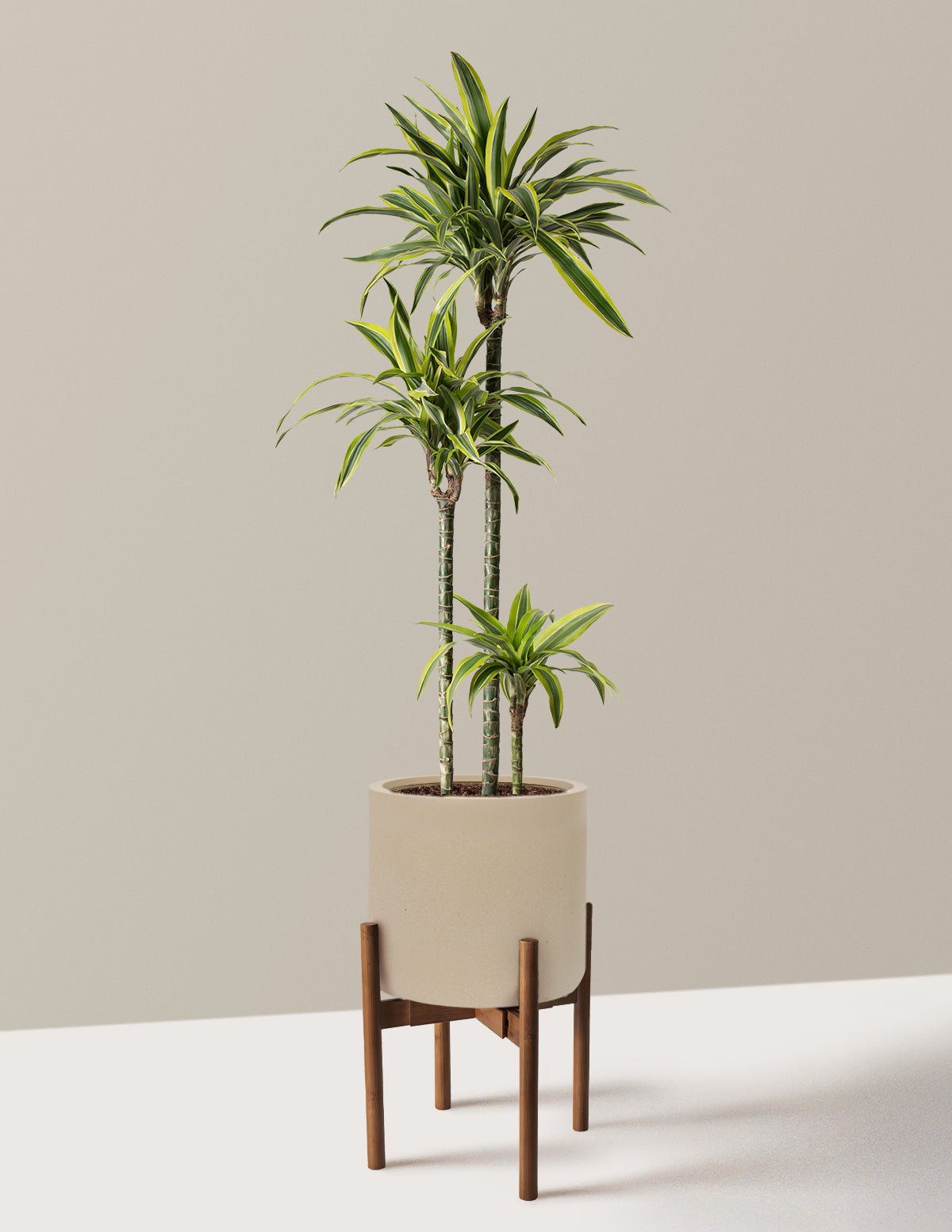 Large Dracaena Lemon Lime Hover