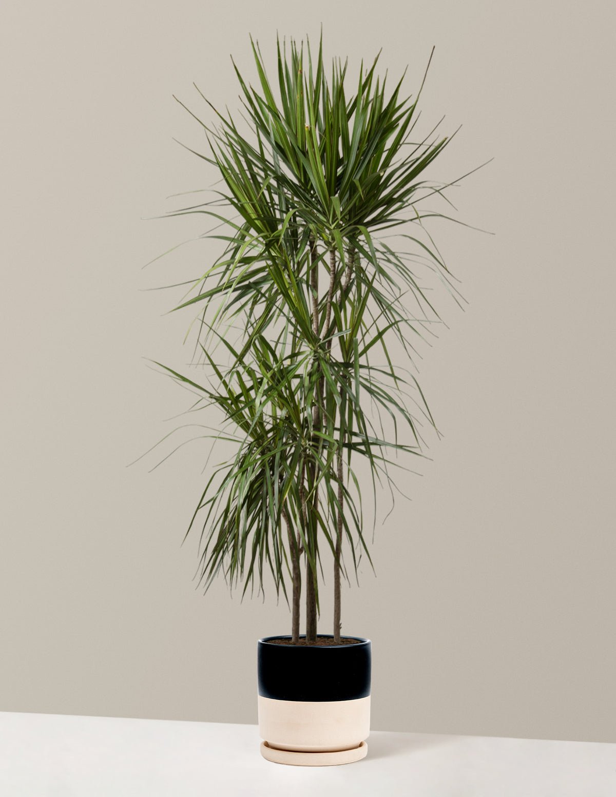 Dracaena Marginata Tree Hover