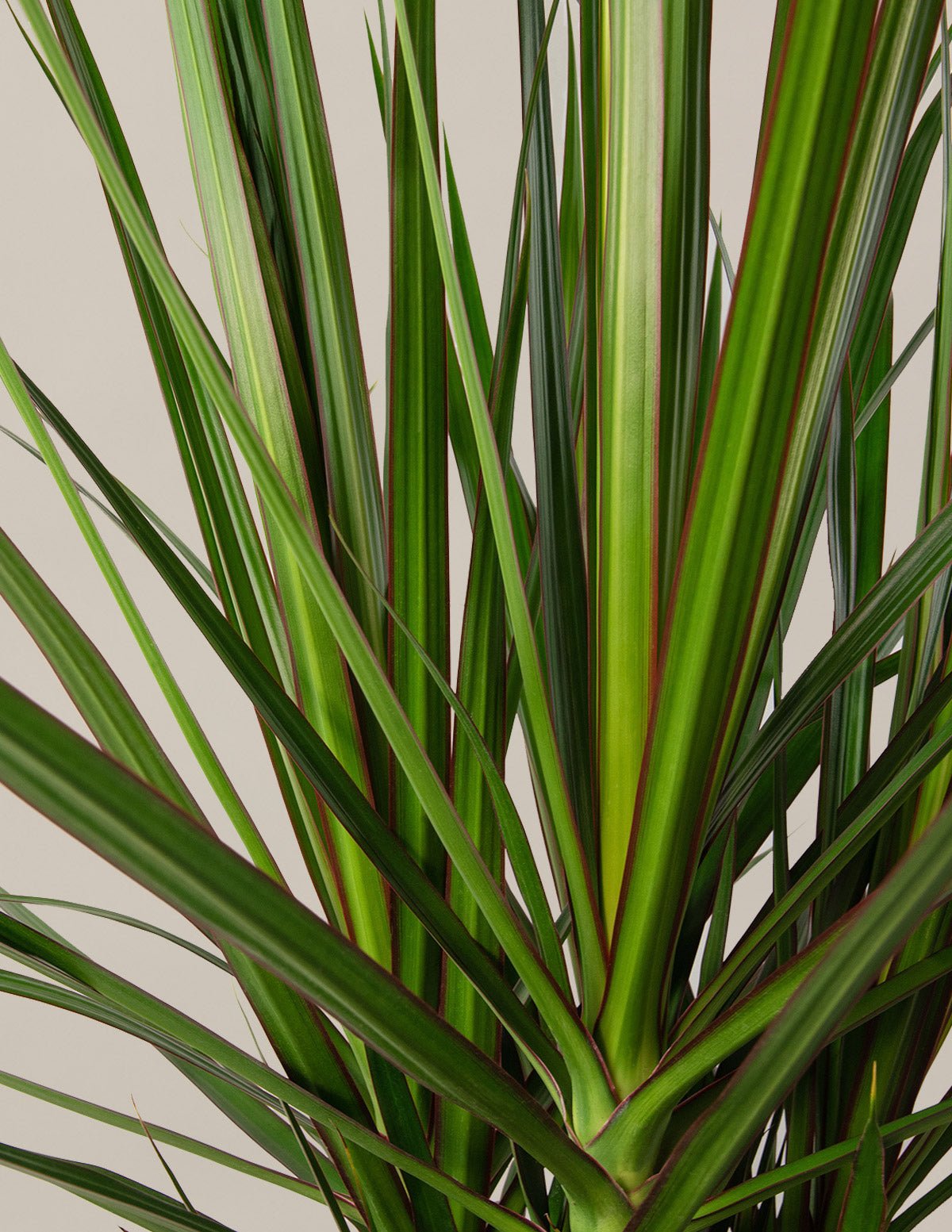 Dracaena Marginata Open Weave Hover