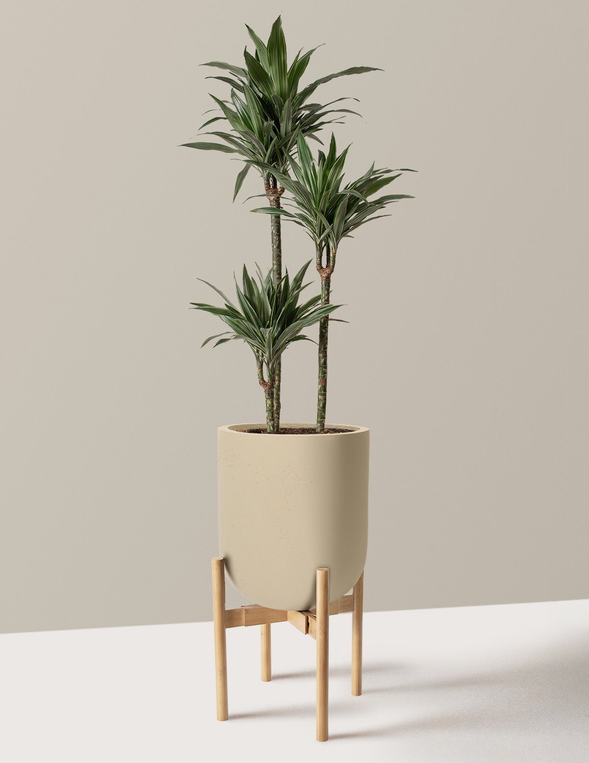 Large Dracaena Warneckii