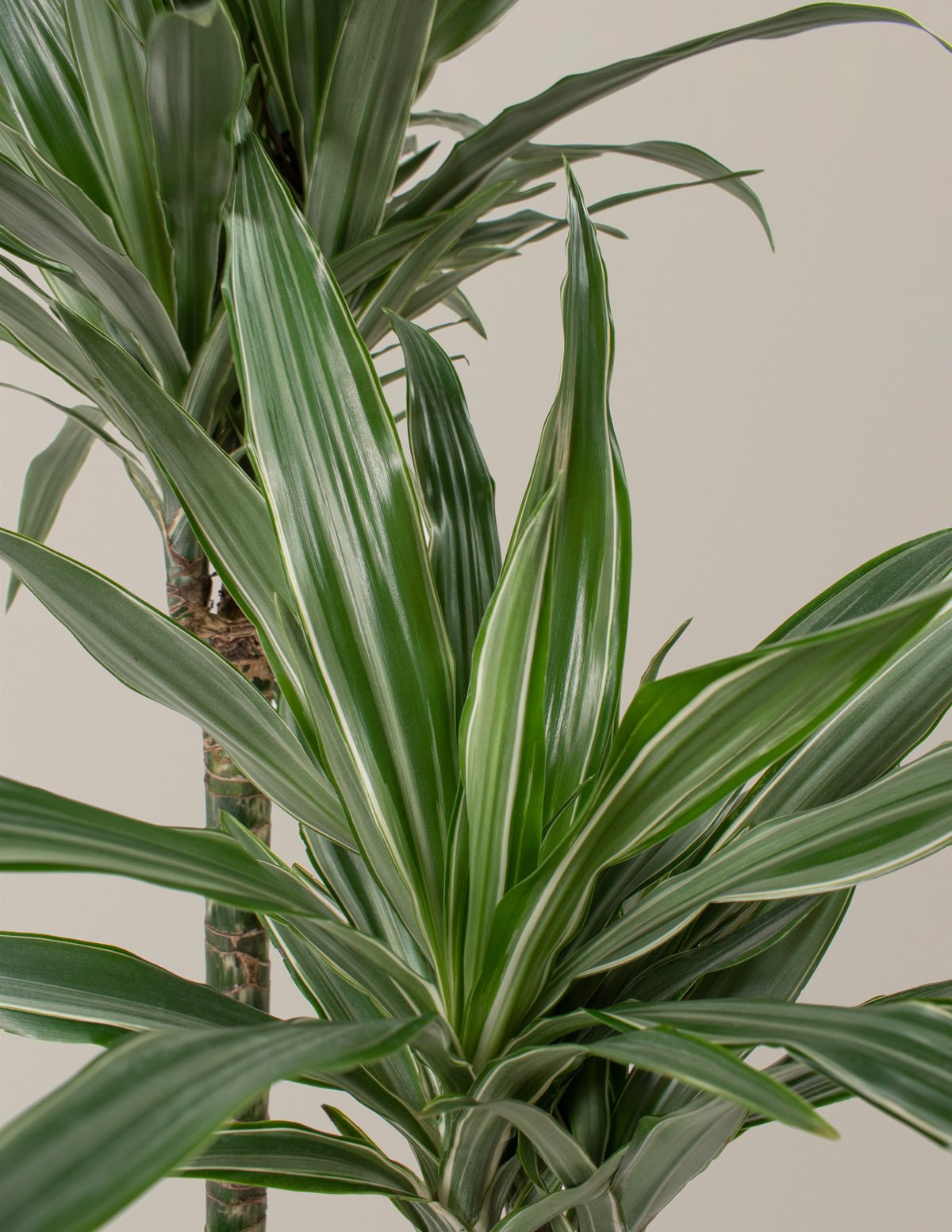 Large Dracaena Warneckii Hover