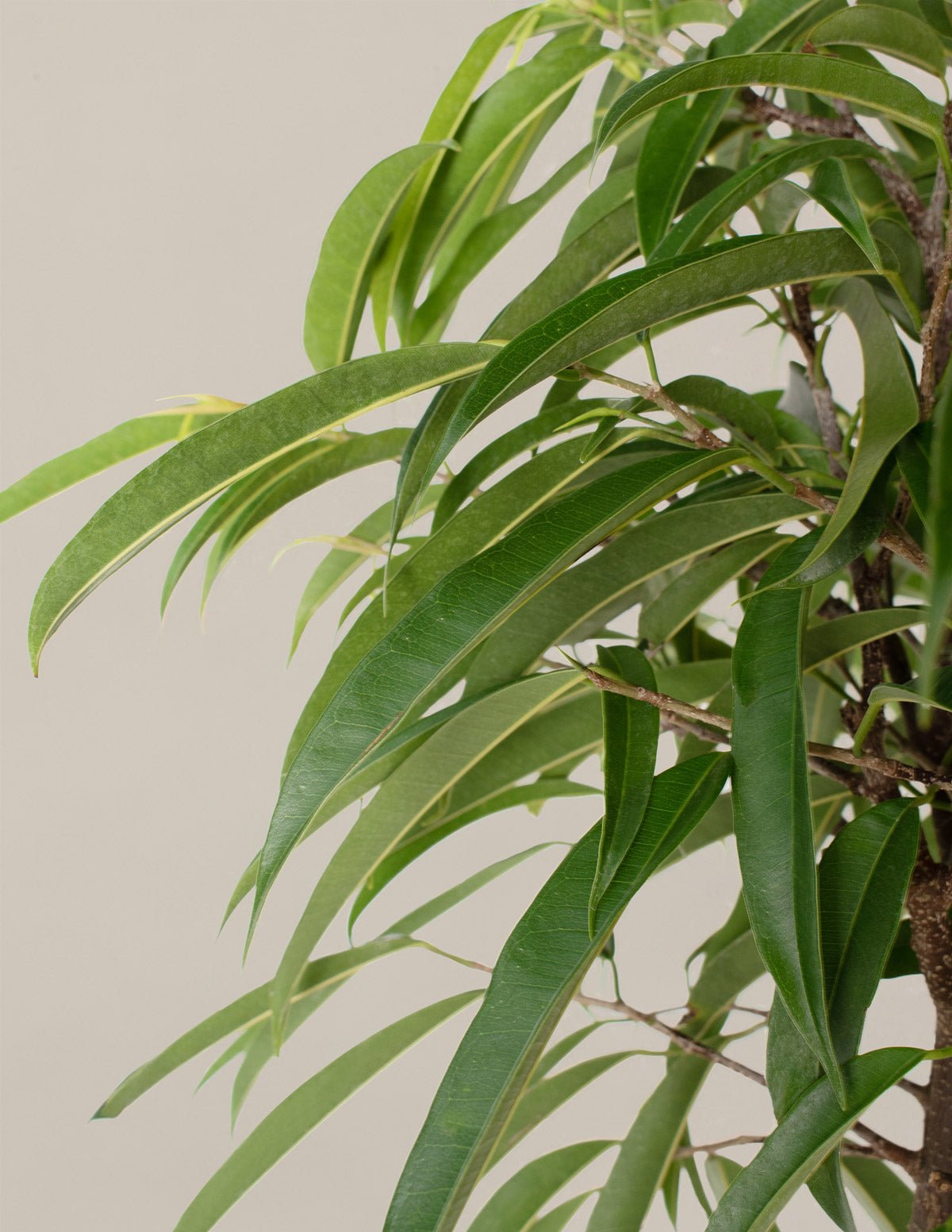 Large Ficus Alii Hover