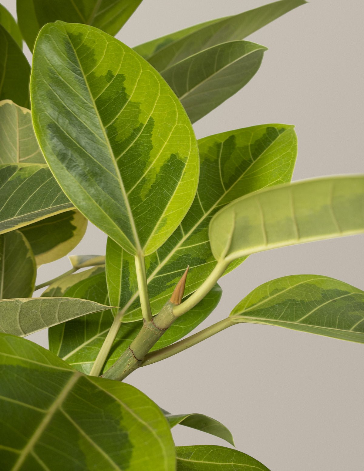 Large Ficus Altissima Tree Hover
