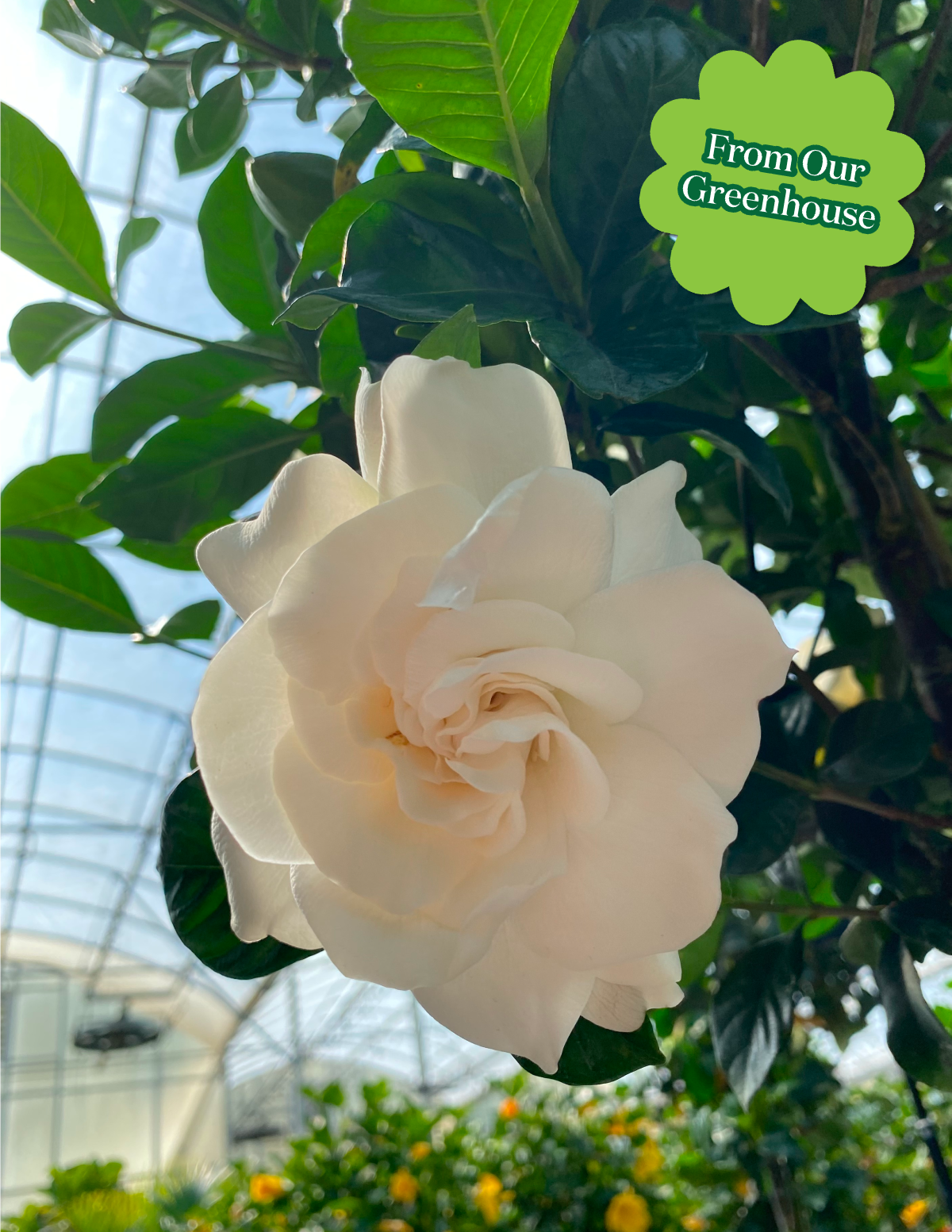 Large Gardenia Tree Hover
