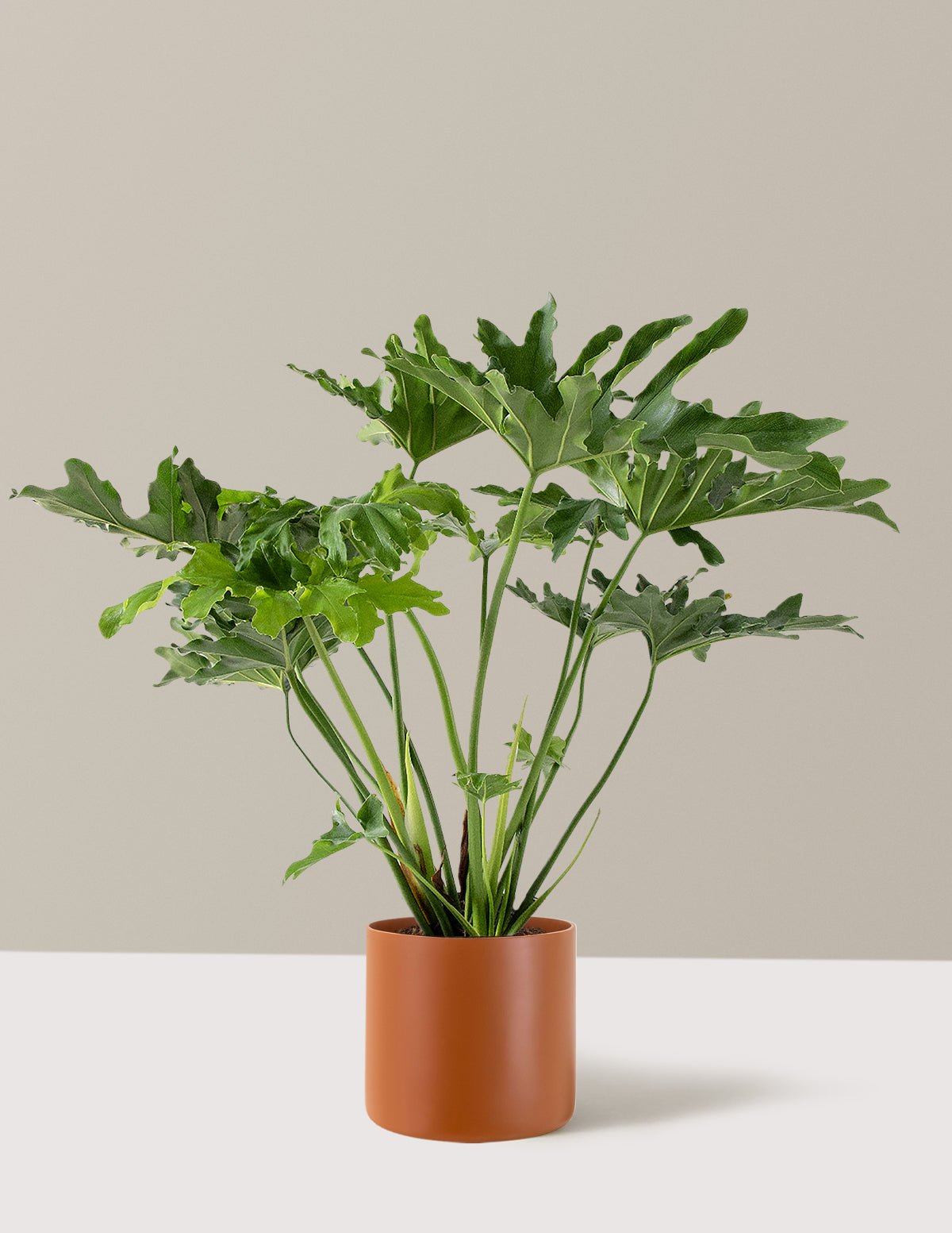 Large Philodendron Selloum Hope Hover