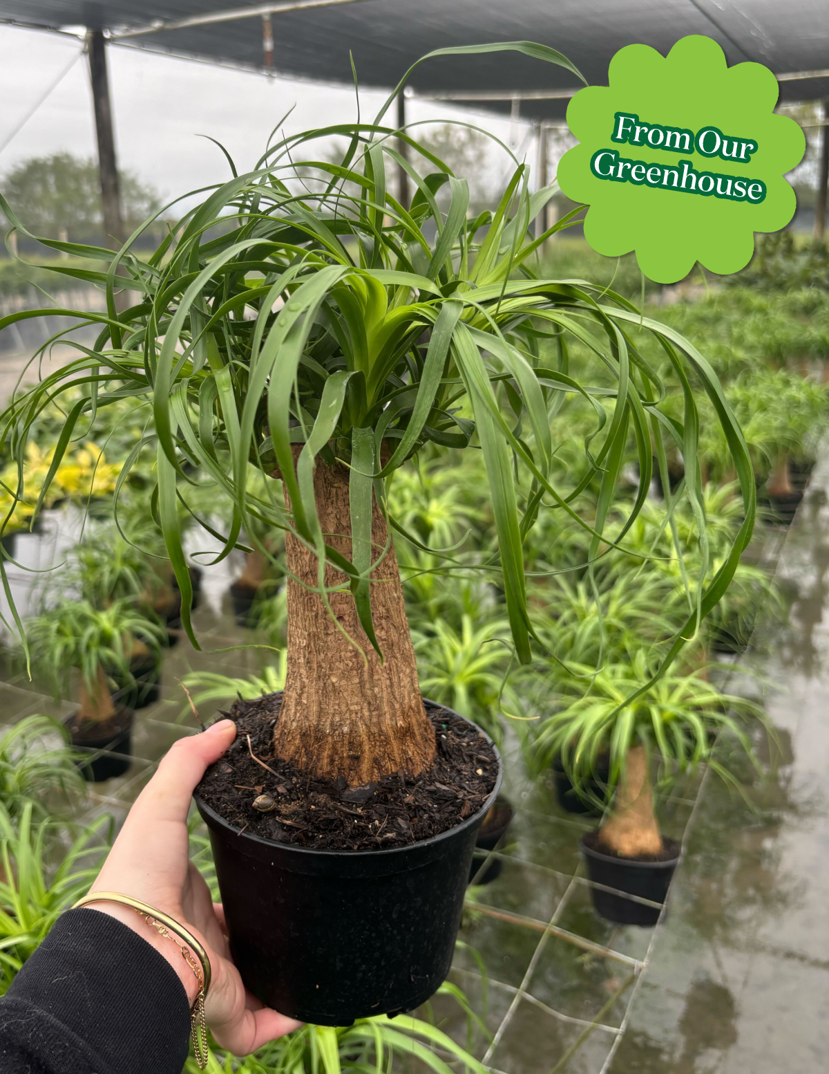 Ponytail Palm Hover
