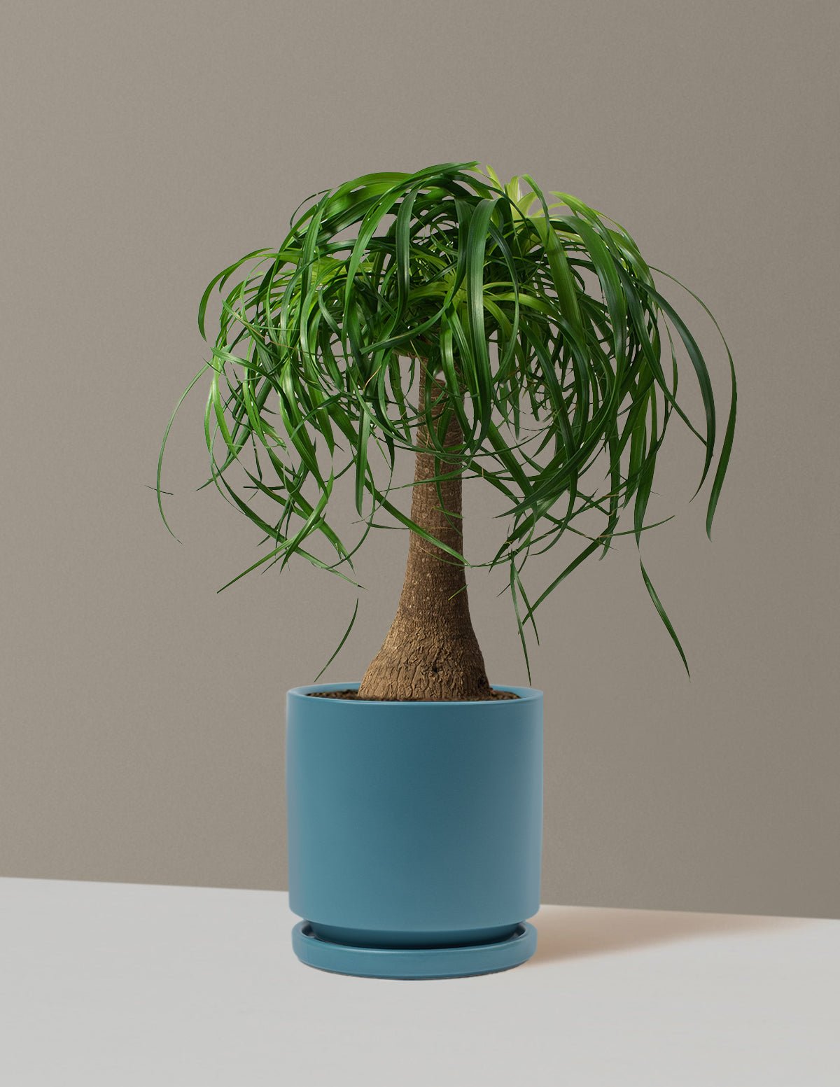 Gallery Image 14