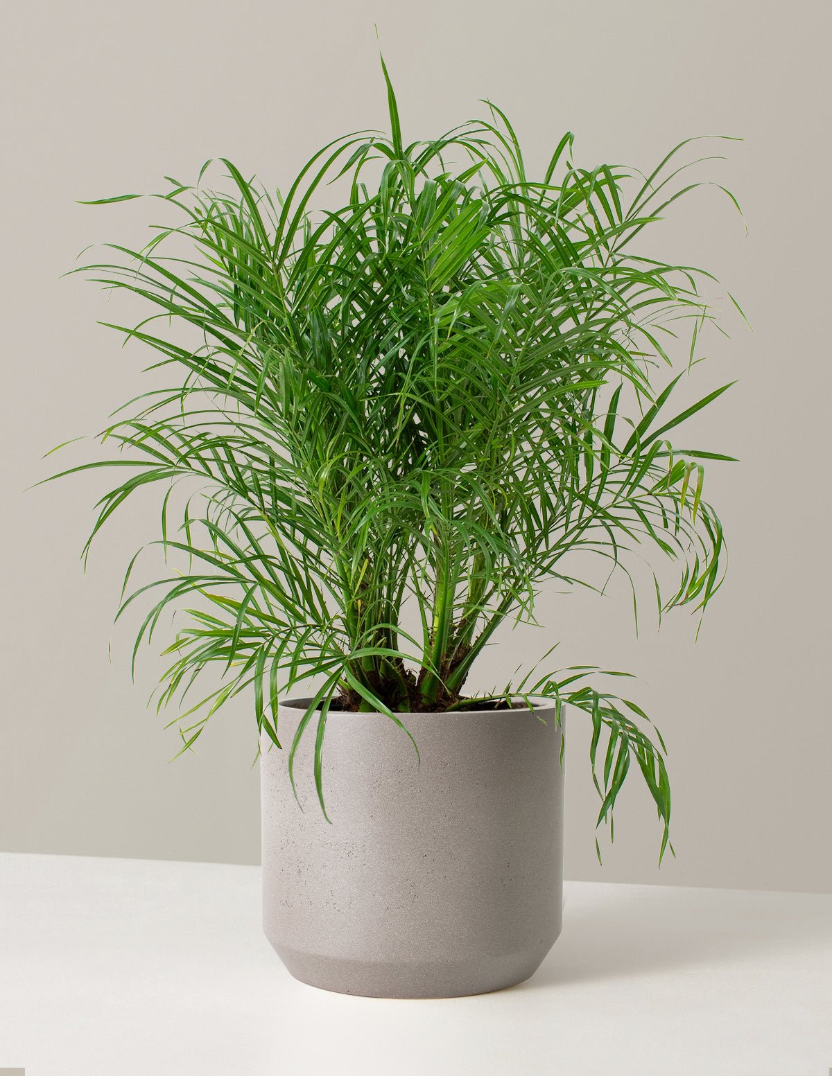 Large Pygmy Date Palm Hover