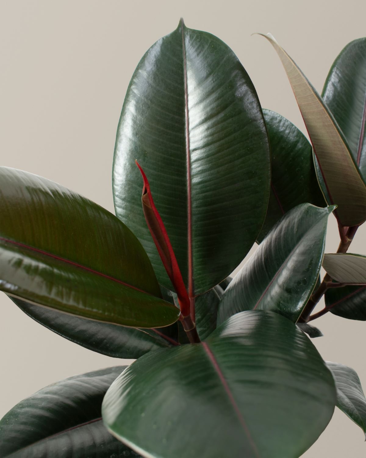 Ficus Burgundy Rubber Plant Hover