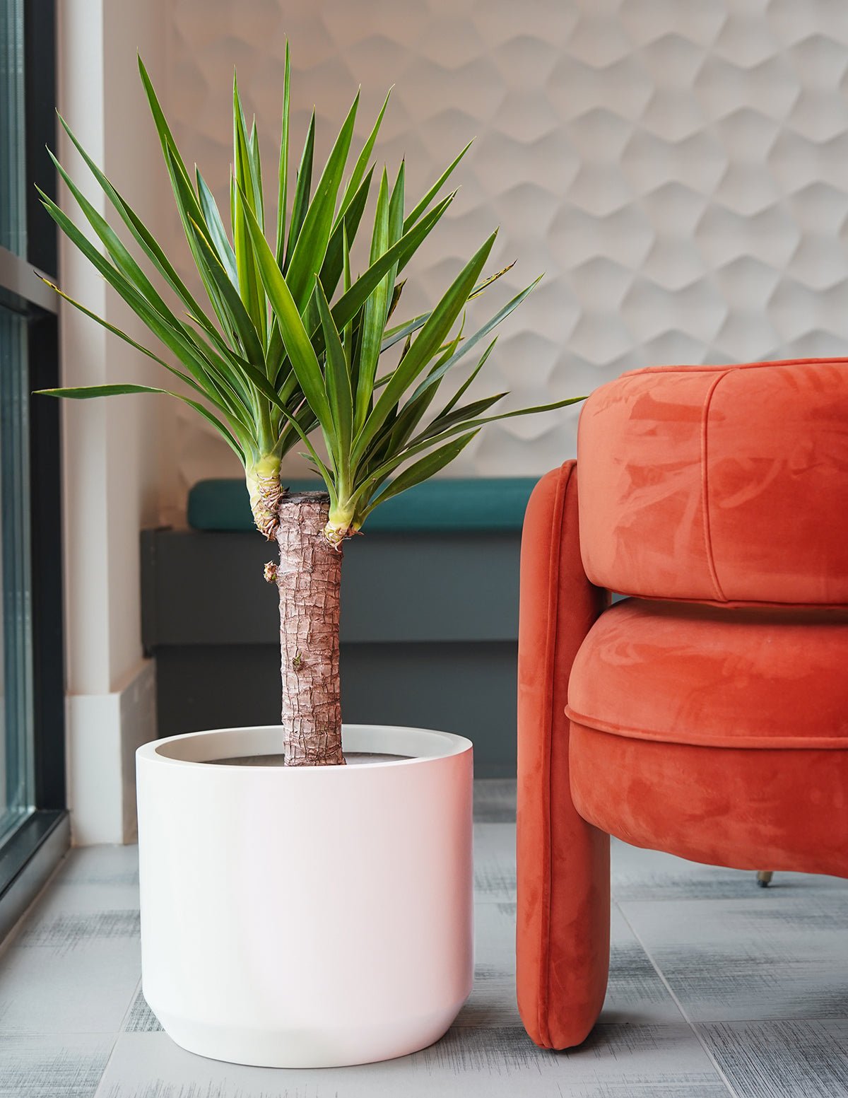 Yucca Plant Single Stem Hover