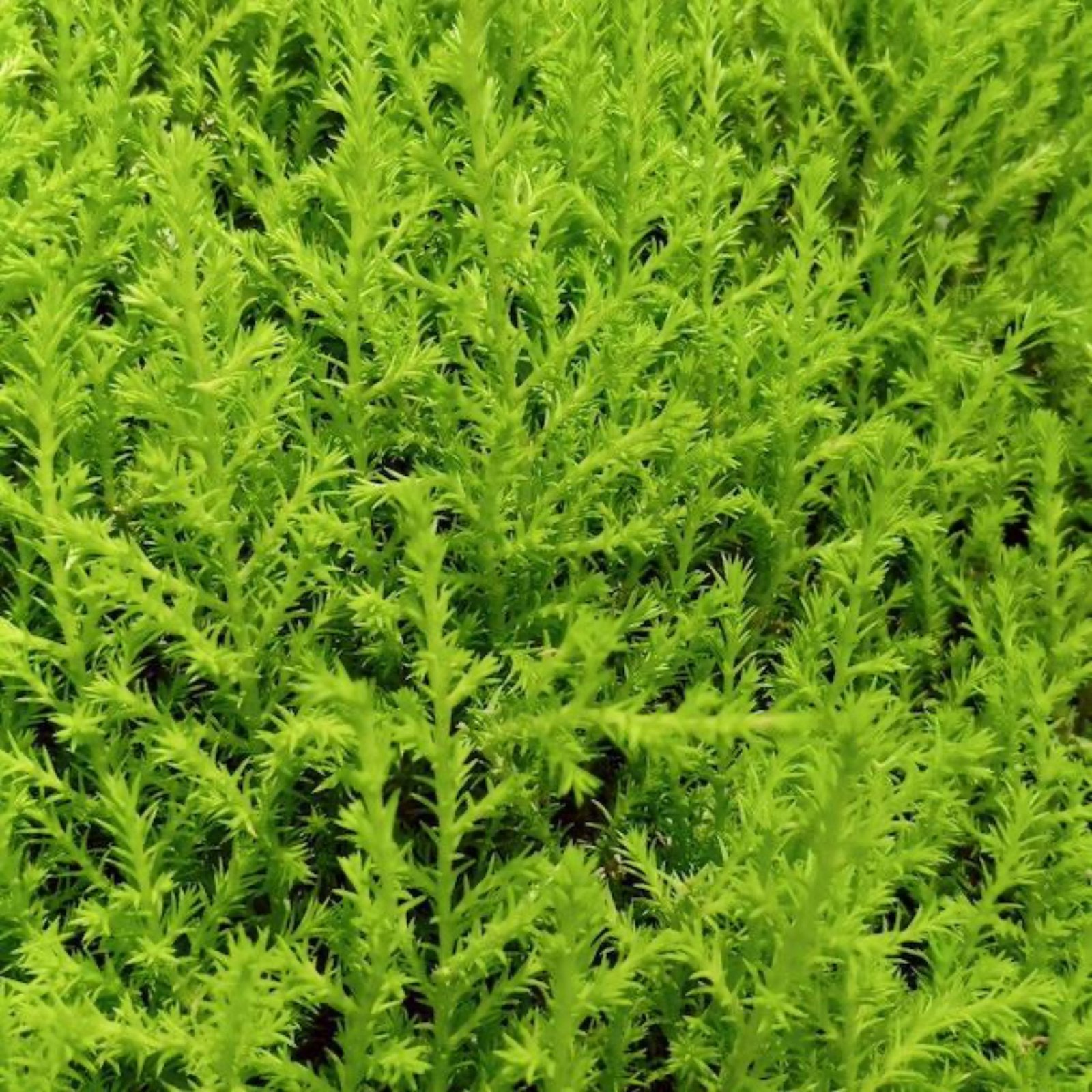 Lemon Cypress Tree Form Topiary Hover