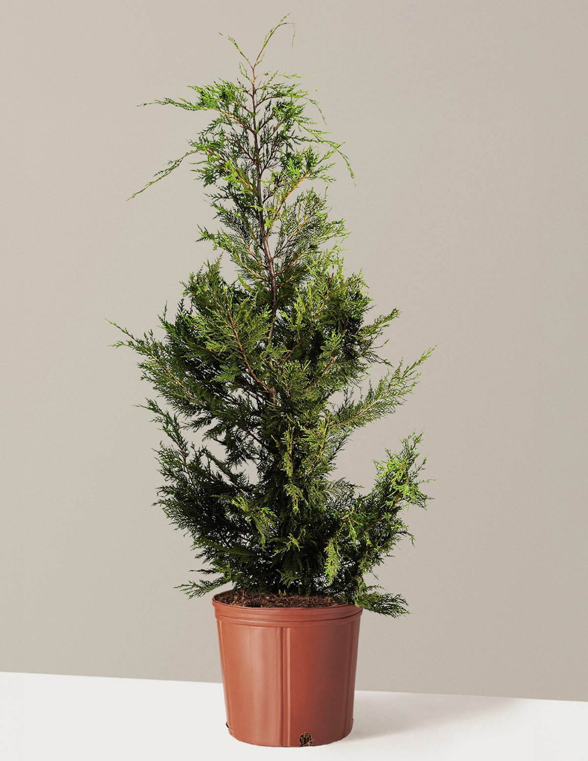Leyland Cypress Tree Hover