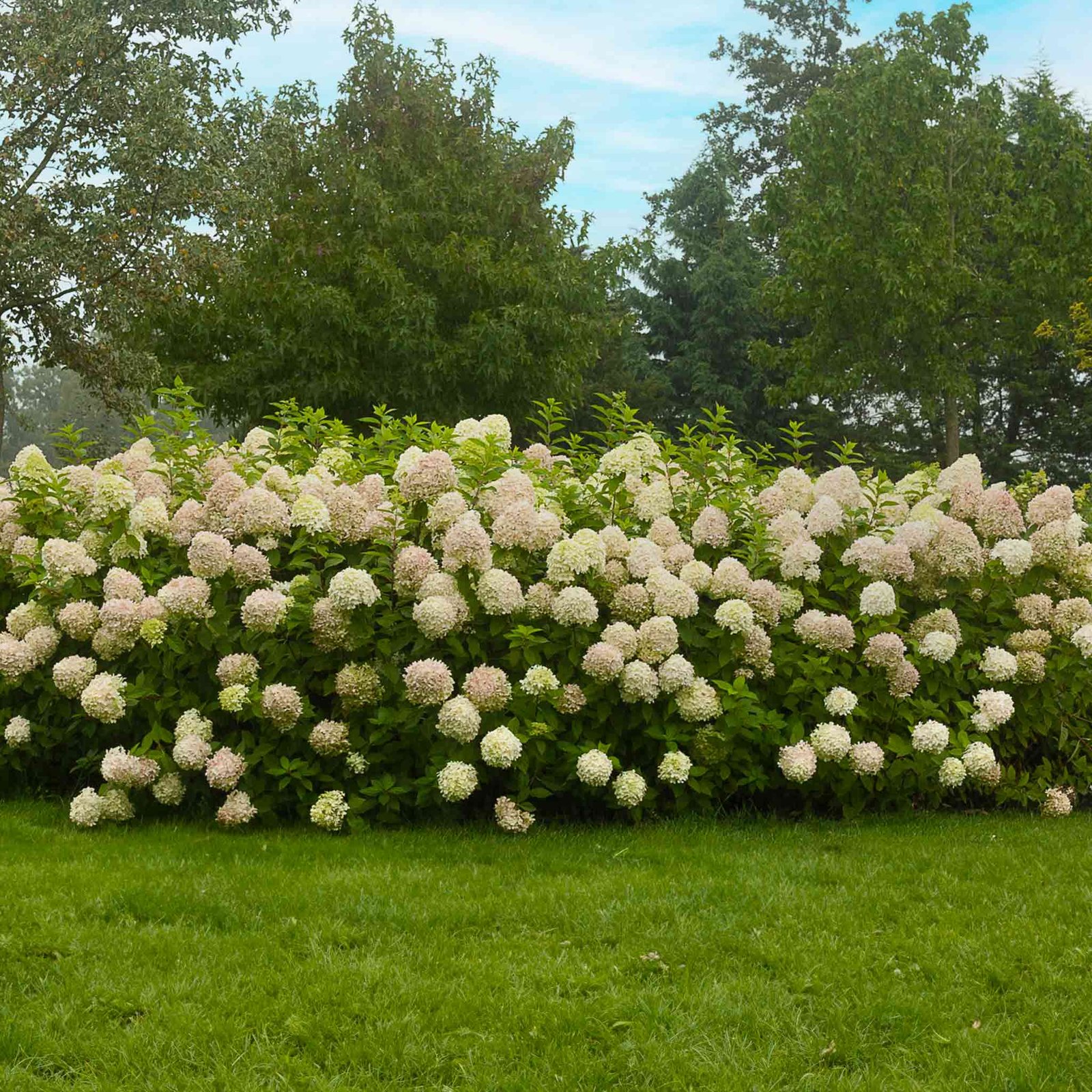Limelight Hydrangea Tree Hover
