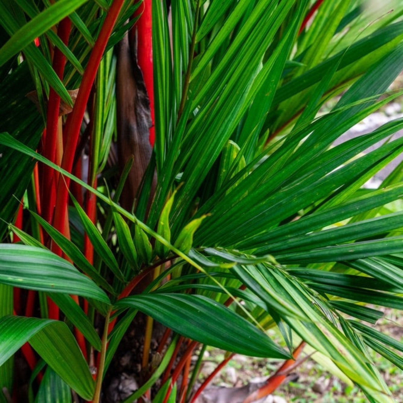 Lipstick Palm Hover