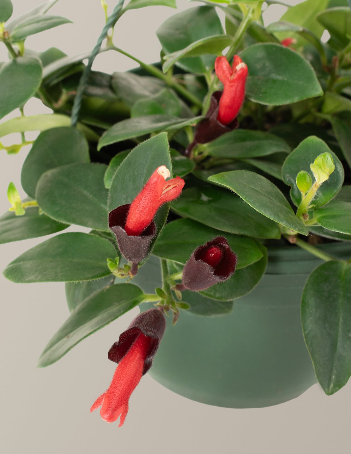 Lipstick Plant Hover