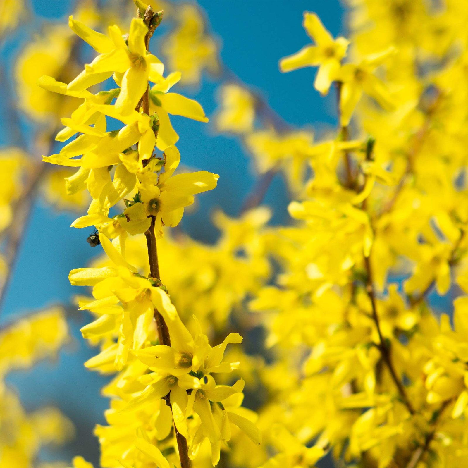 Lynwood Gold Forsythia Shrub Hover