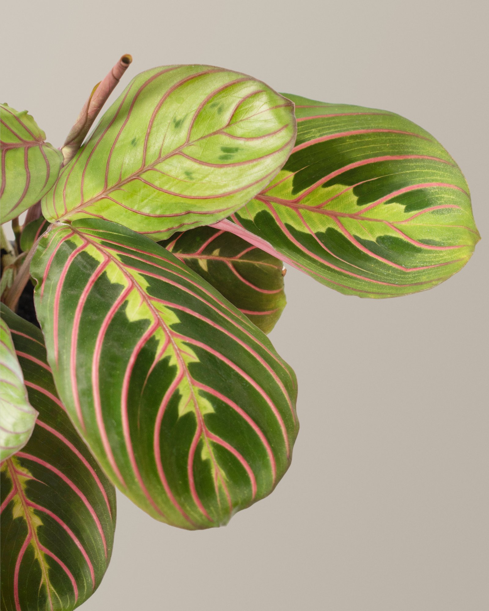Red Prayer Plant Hover