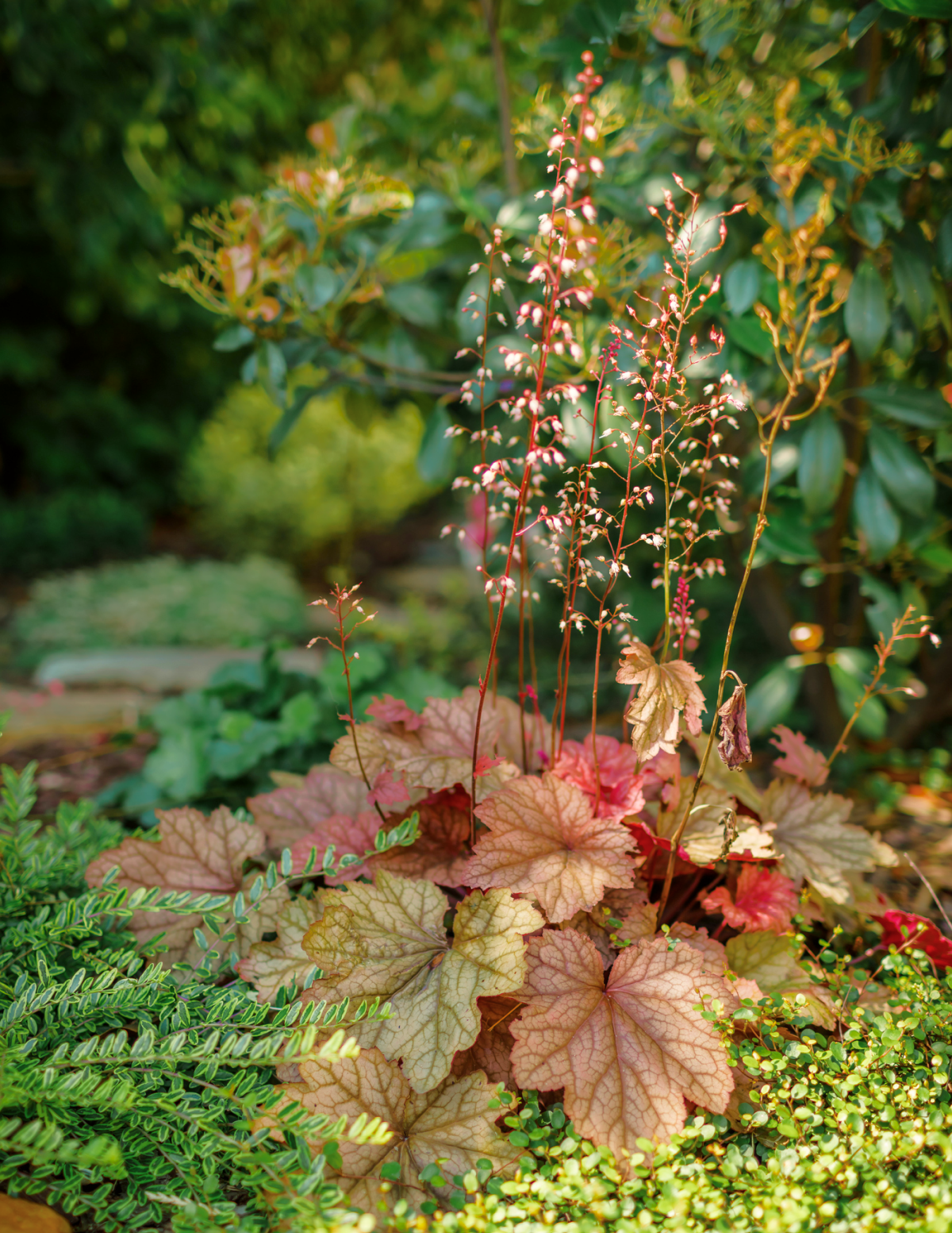 Marmalade Heuchera Hover