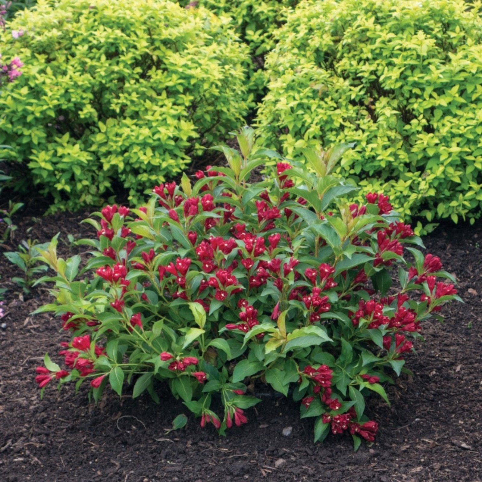 Maroon Swoon® Weigela Hover