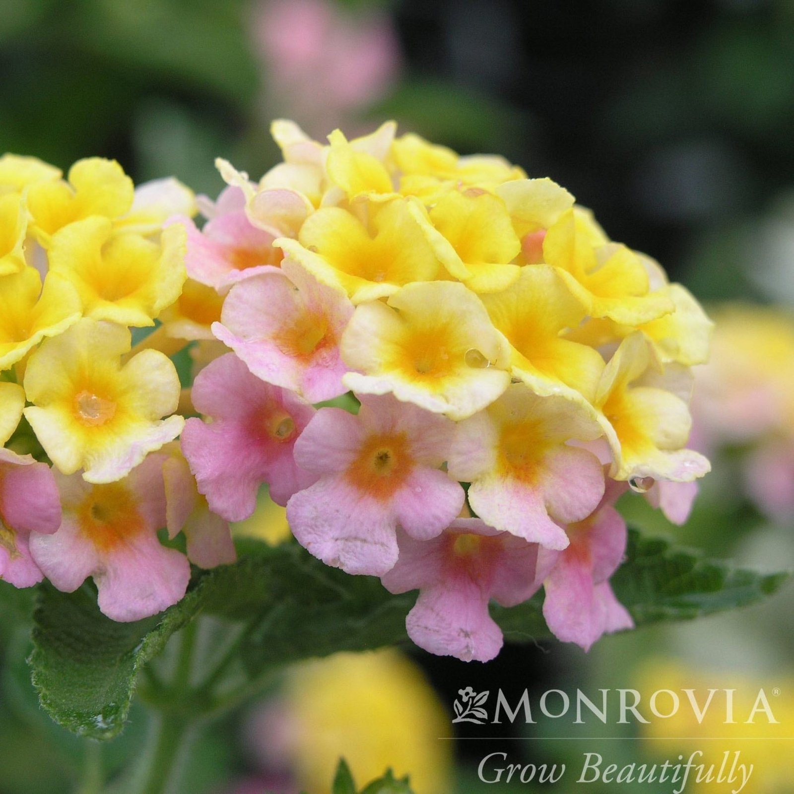 Mary Ann Lantana Hover