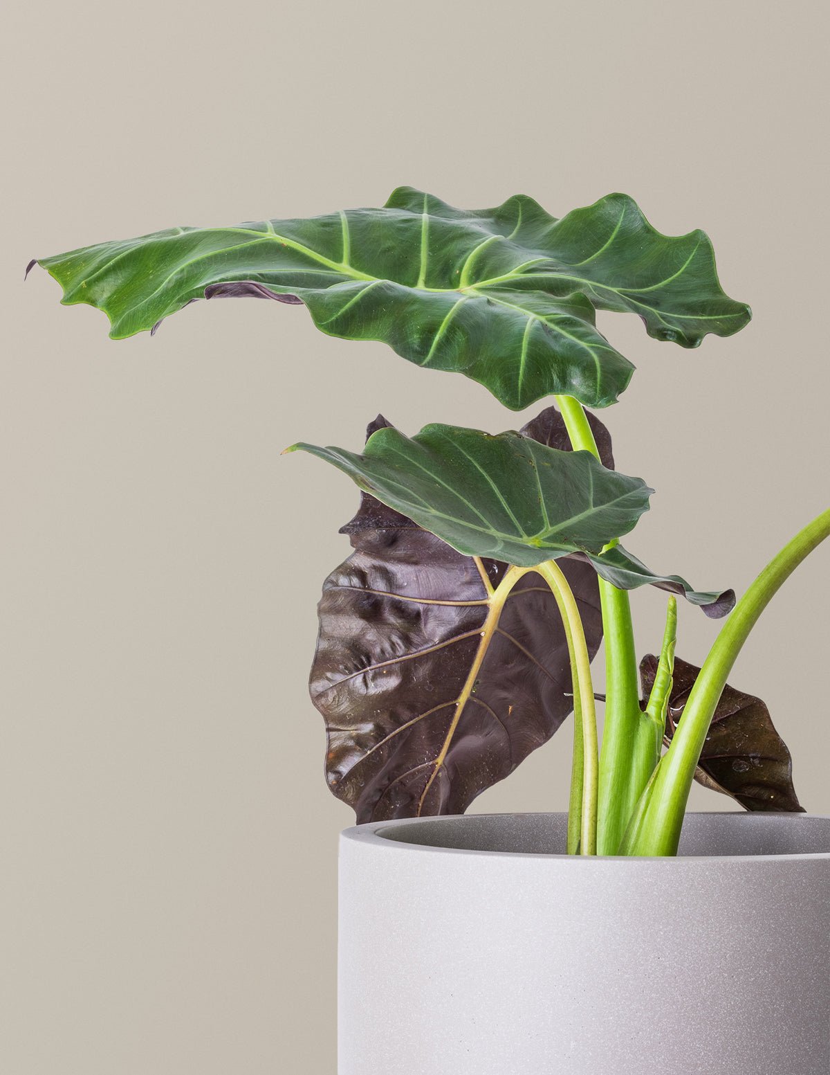 Mayan Mask Alocasia Hover