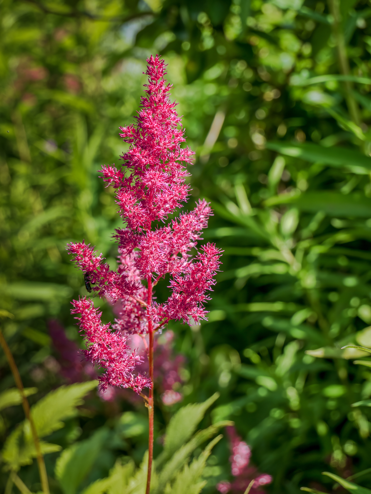 Mighty® Chocolate Cherry Astilbe Hover