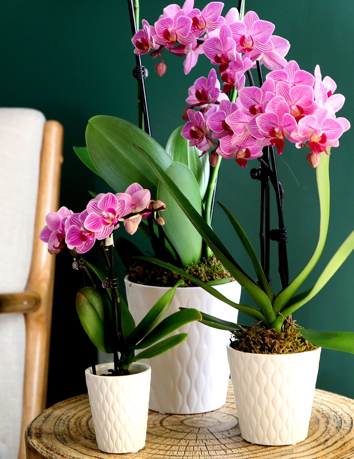 Mini Orchid Hover