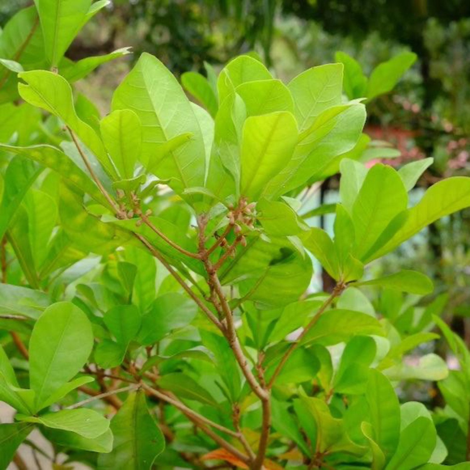 Miracle Fruit Hover