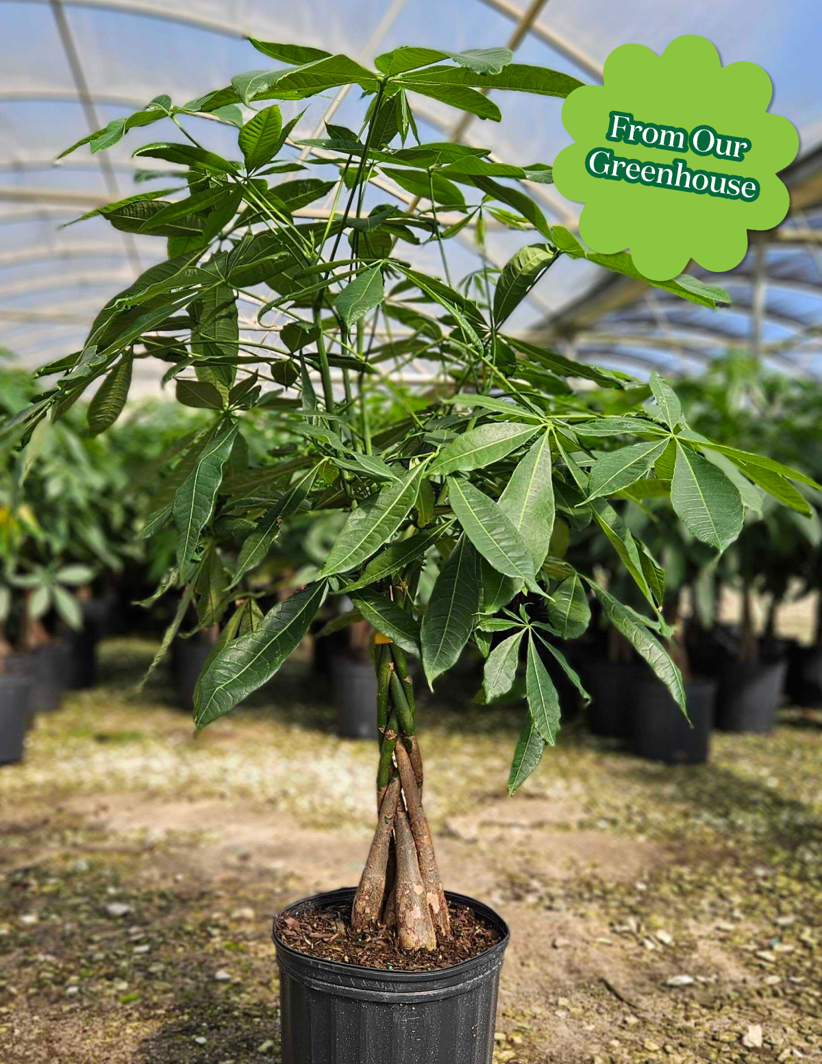 Money Tree Plant Hover