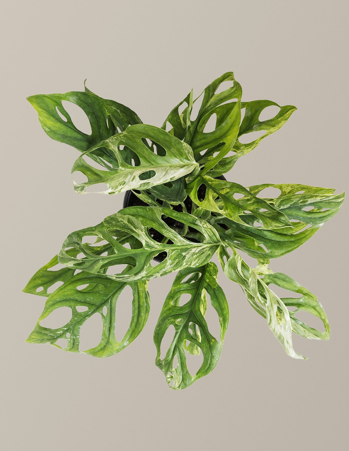 Monstera Adansonii Mint