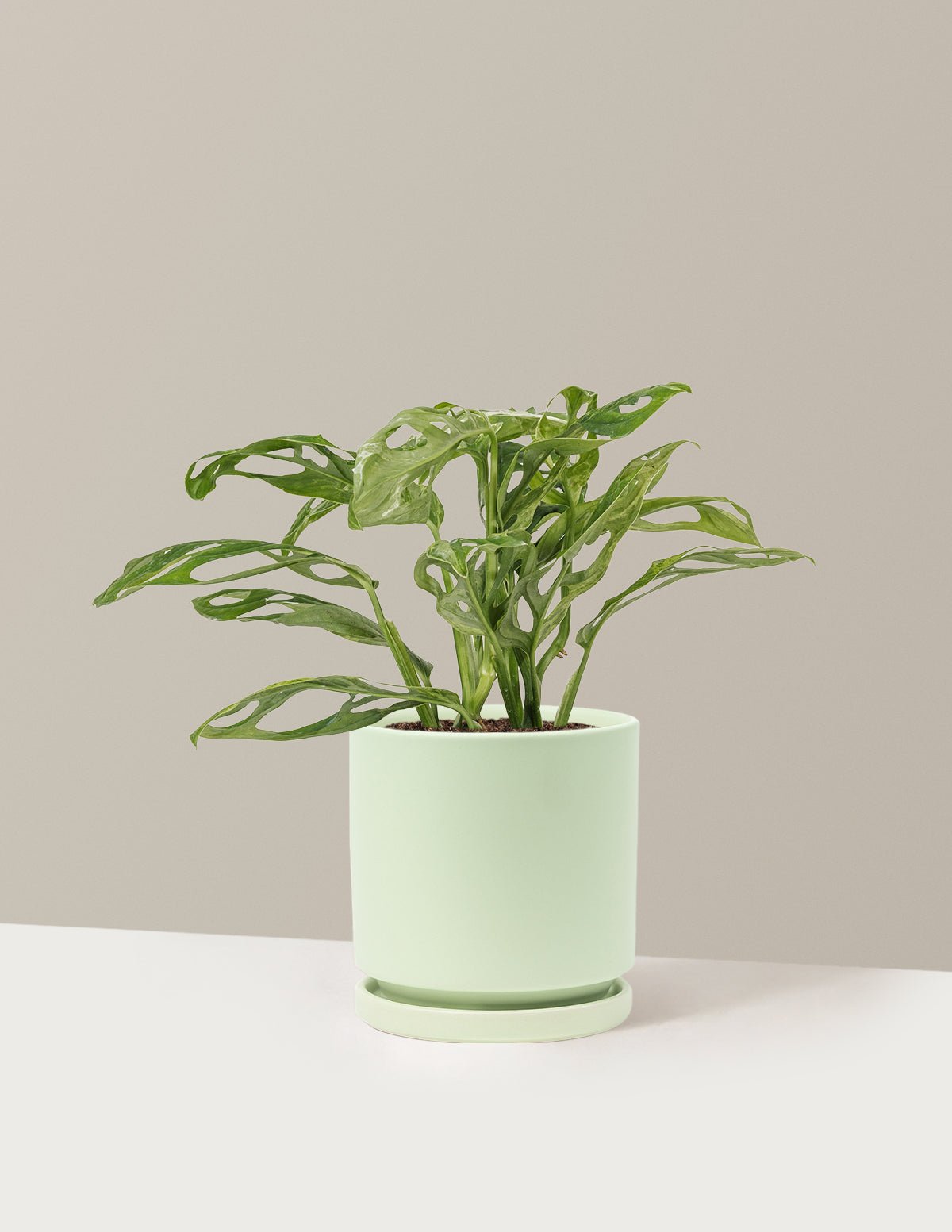 Monstera Adansonii Mint Hover