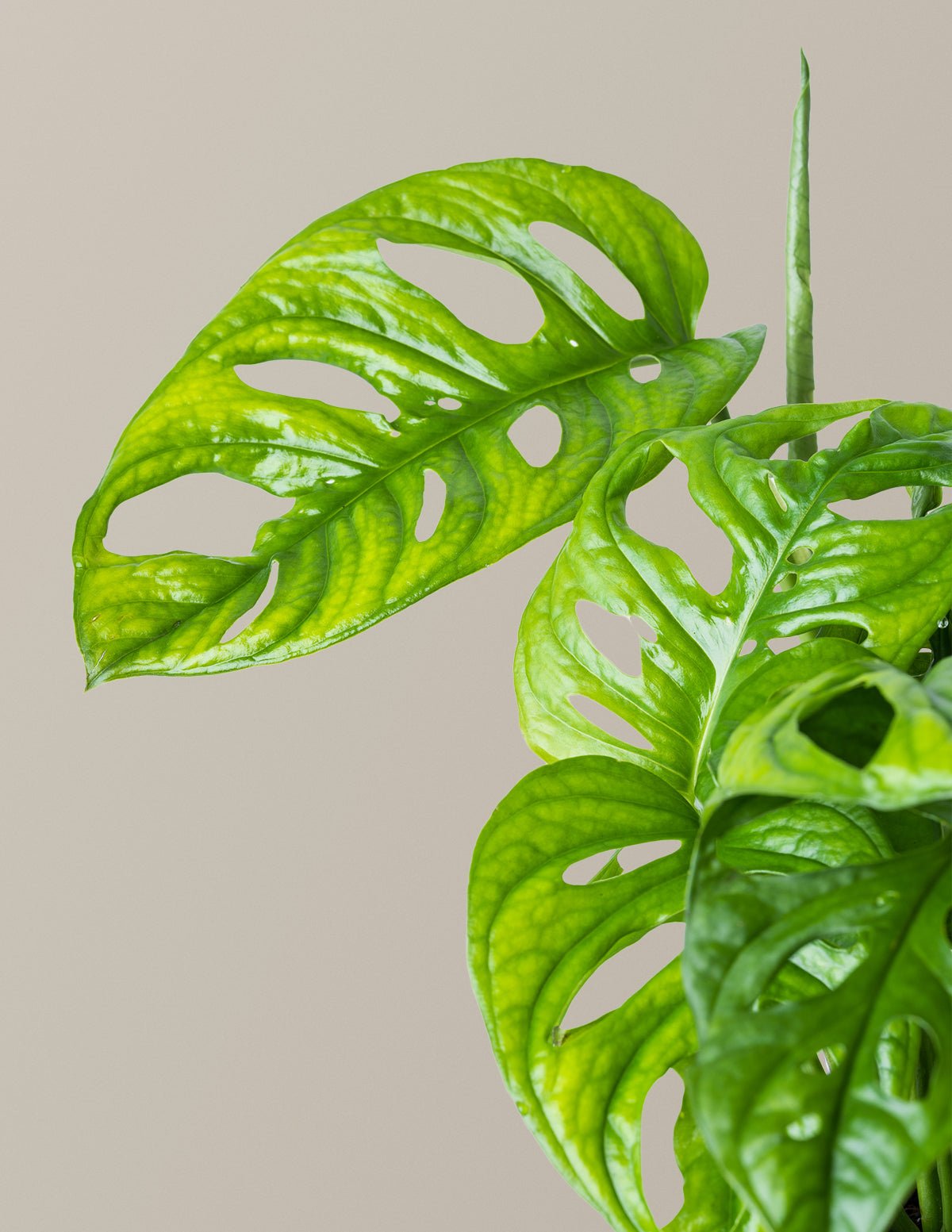 Monstera Adansonii Hover