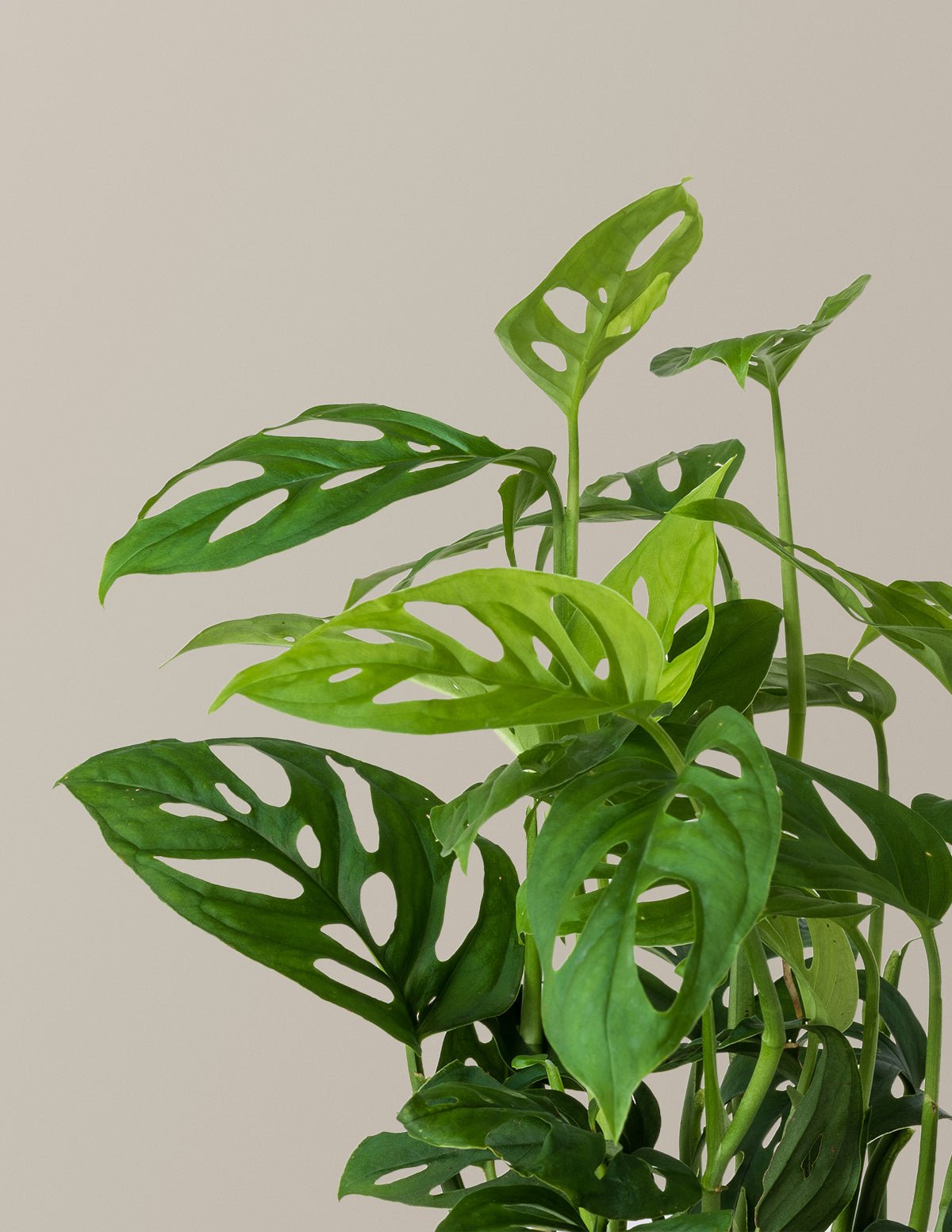 Monstera Esqueleto Hover