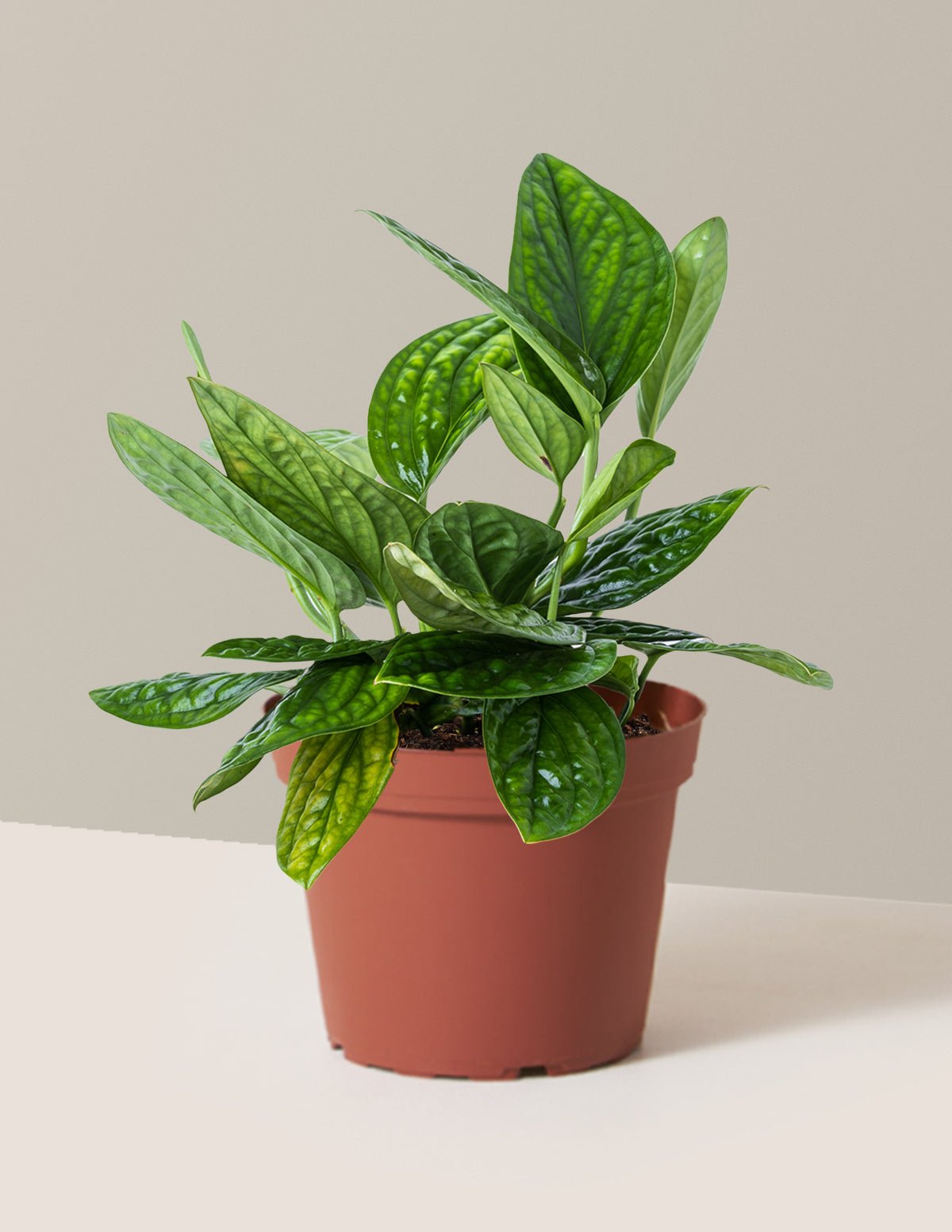 Monstera Peru Hover
