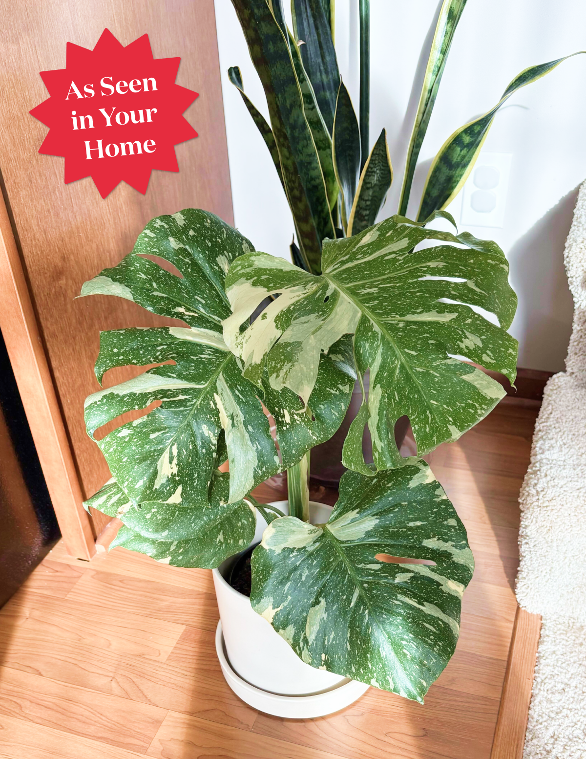 Monstera Thai Constellation Hover
