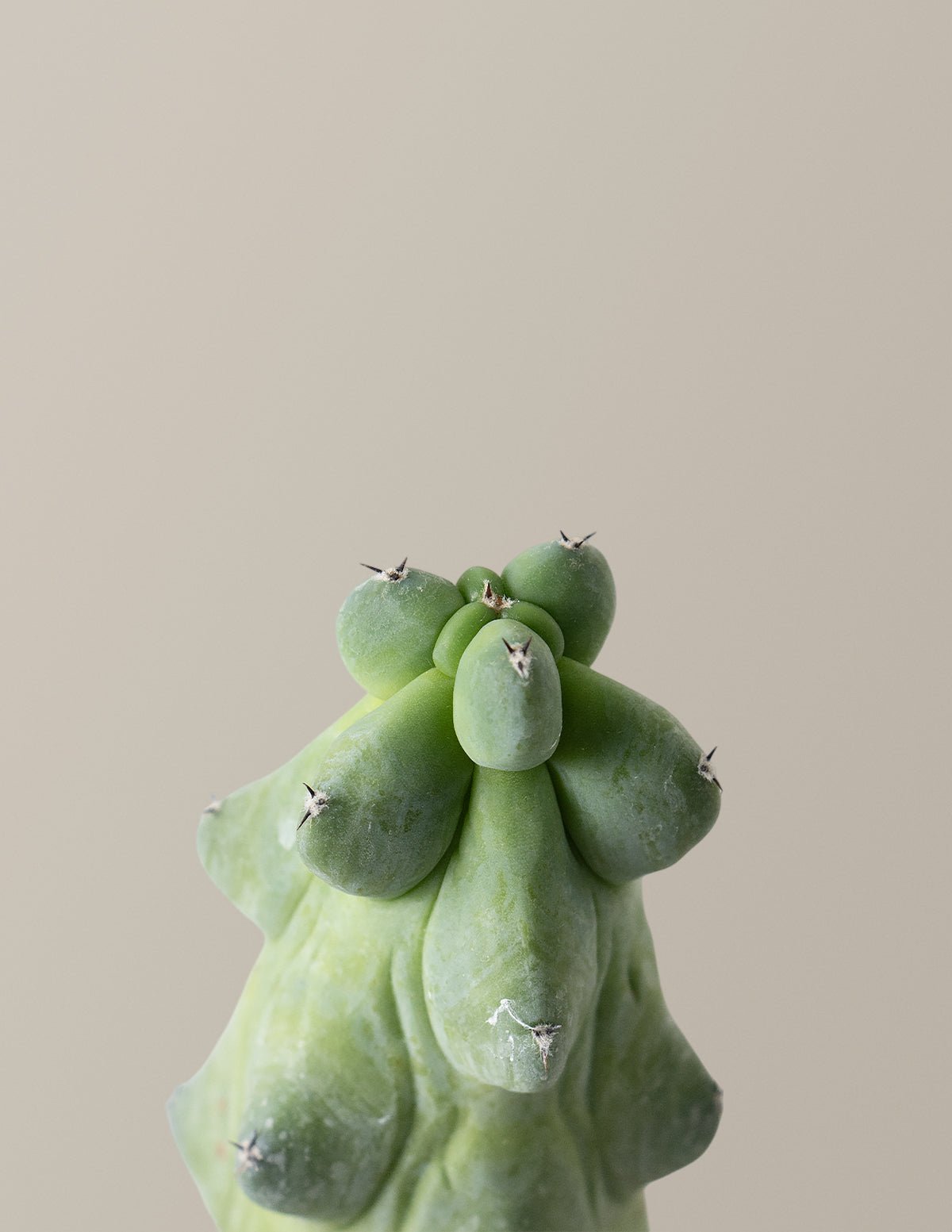 Boobie Cactus Hover