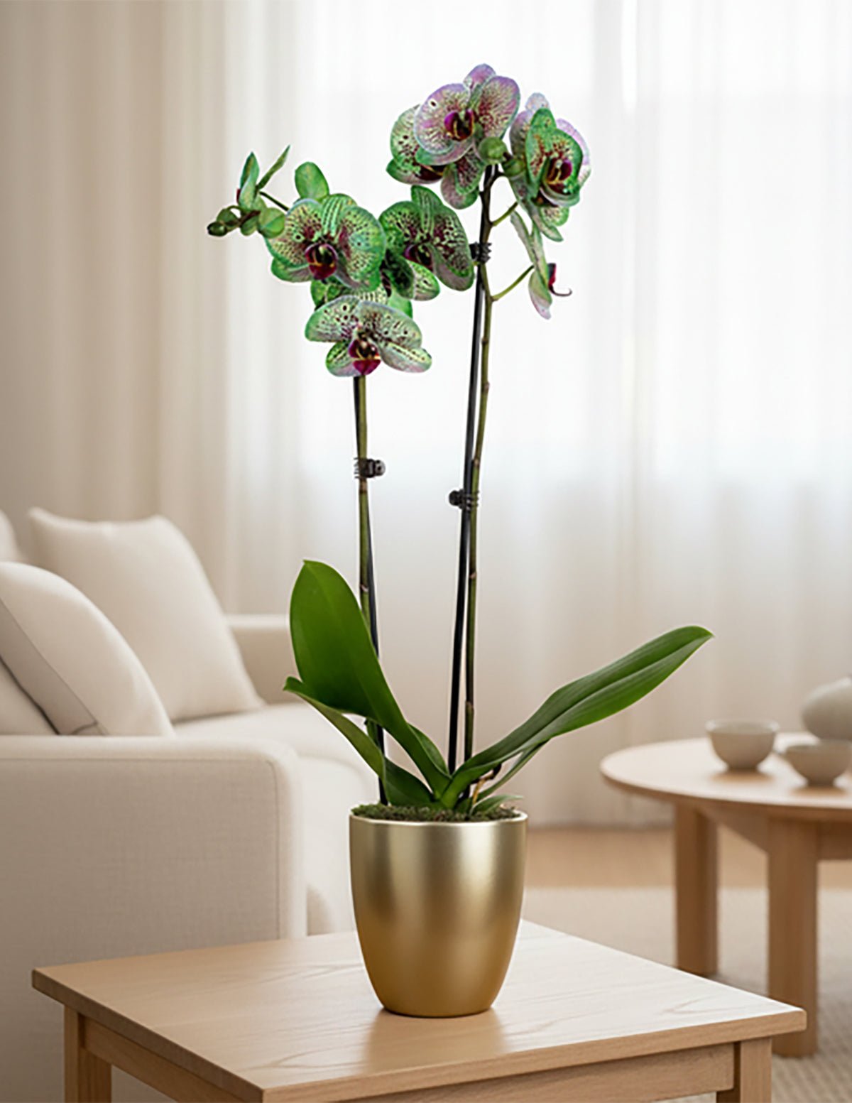 Mystic Emerald Kaleidoscope Orchid Hover