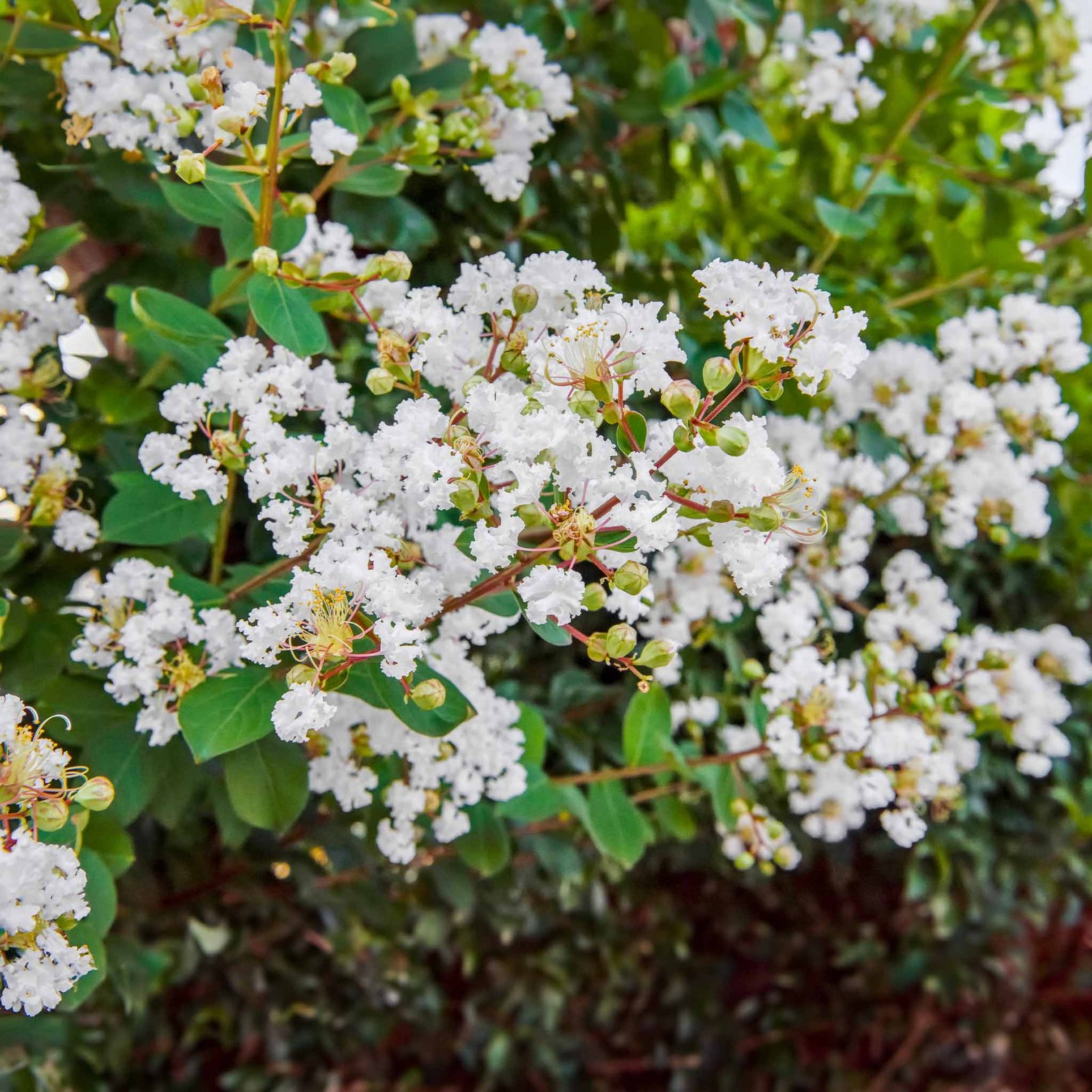 Natchez Crapemyrtle Hover