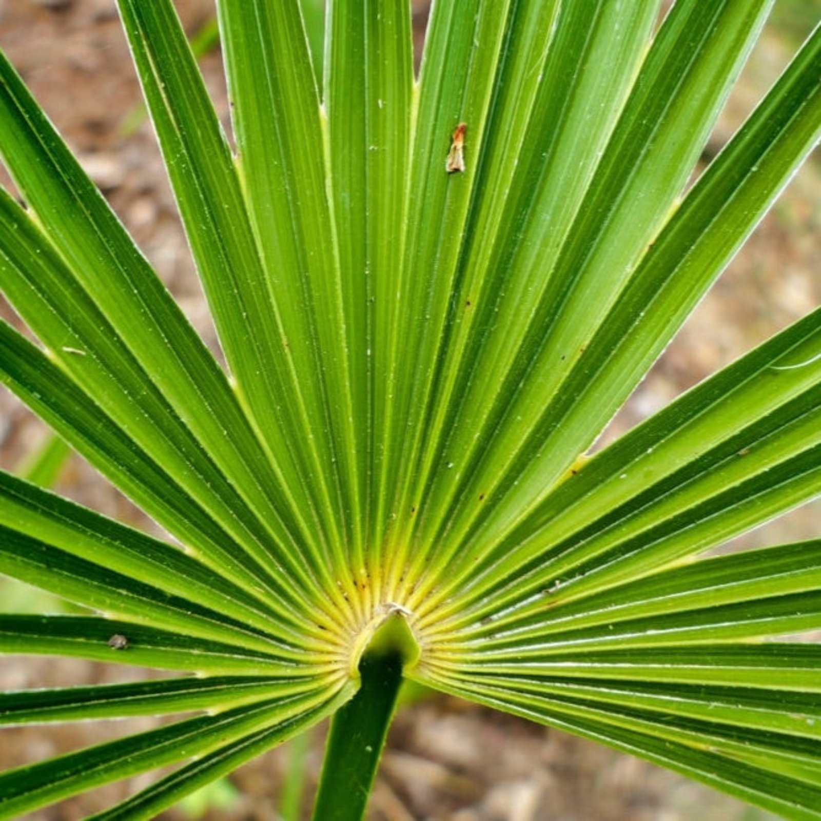 Needle Palm Tree Hover