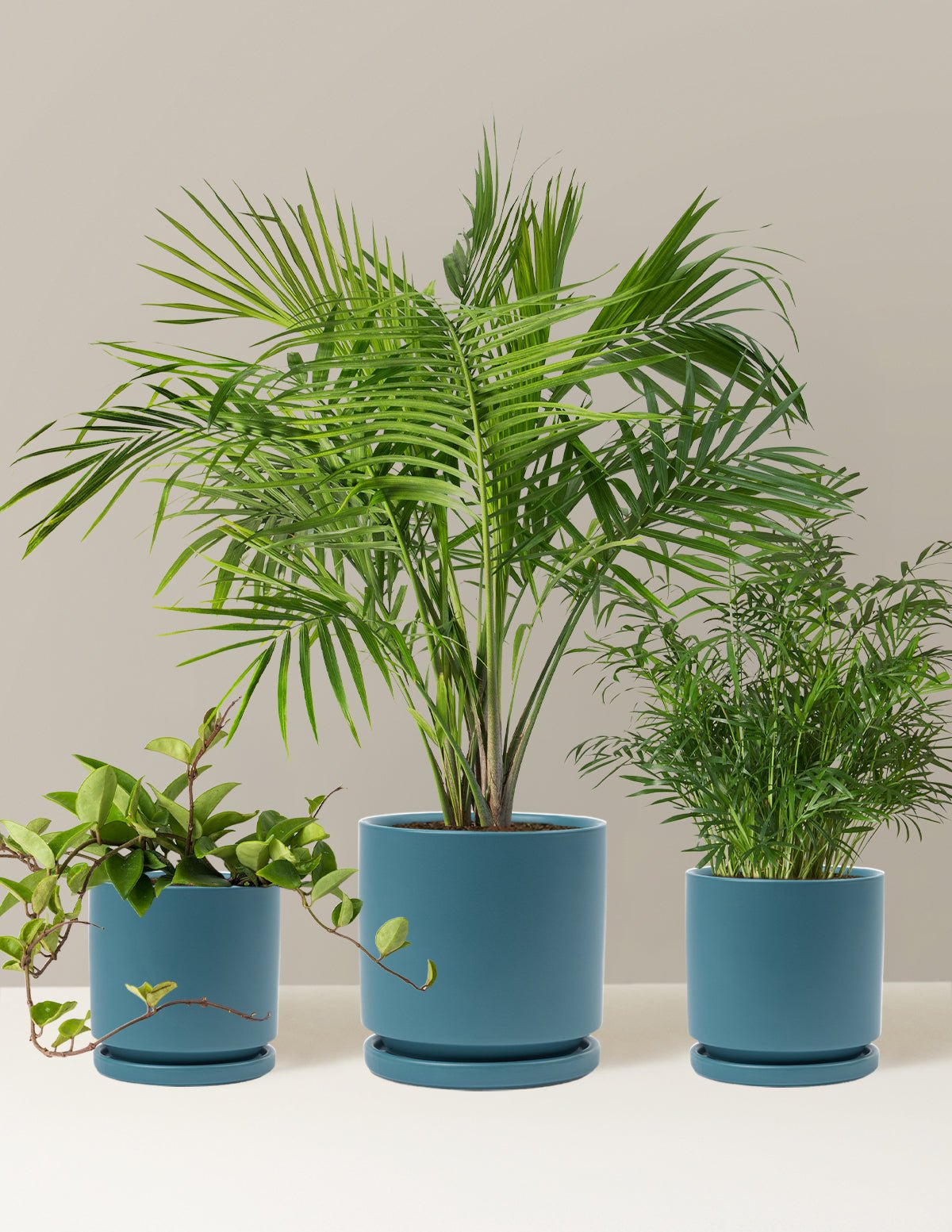 New Digs Pet Friendly Plant Trio Hover
