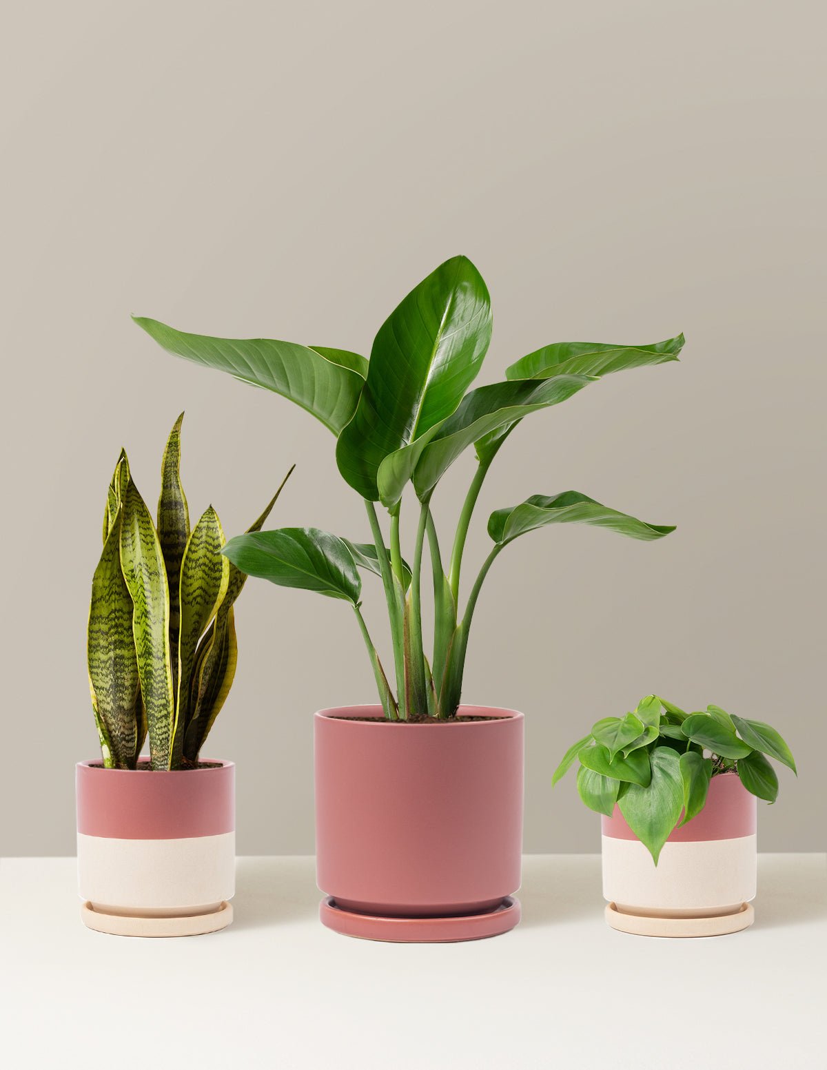 New Digs Plant Trio Hover